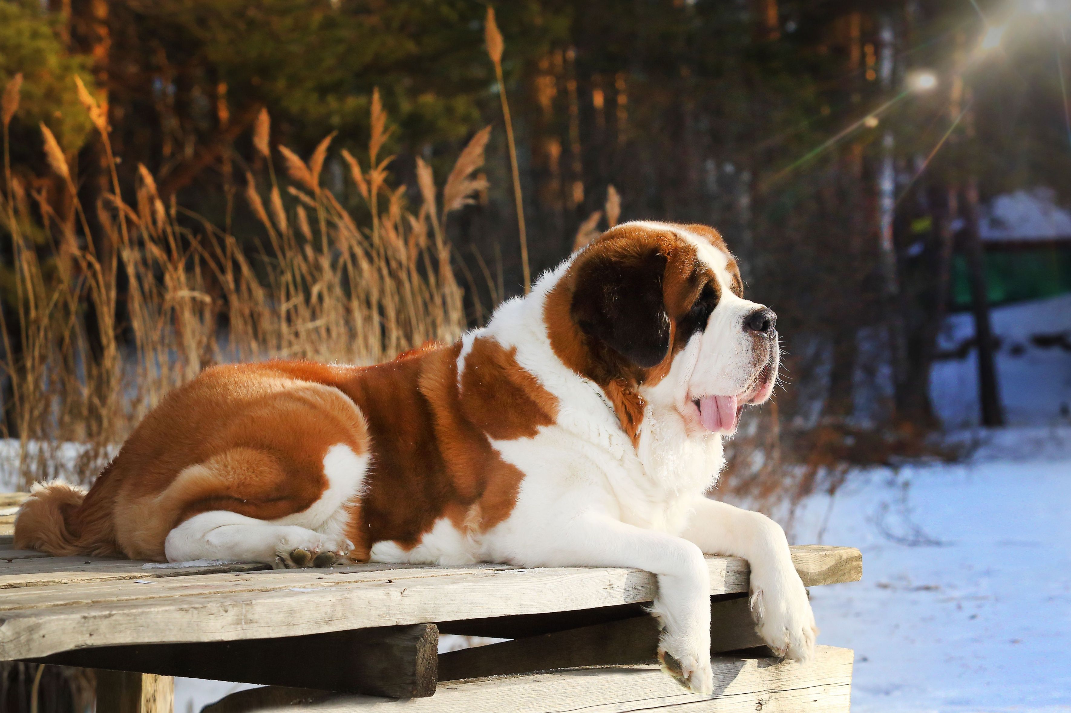 Saint Bernard