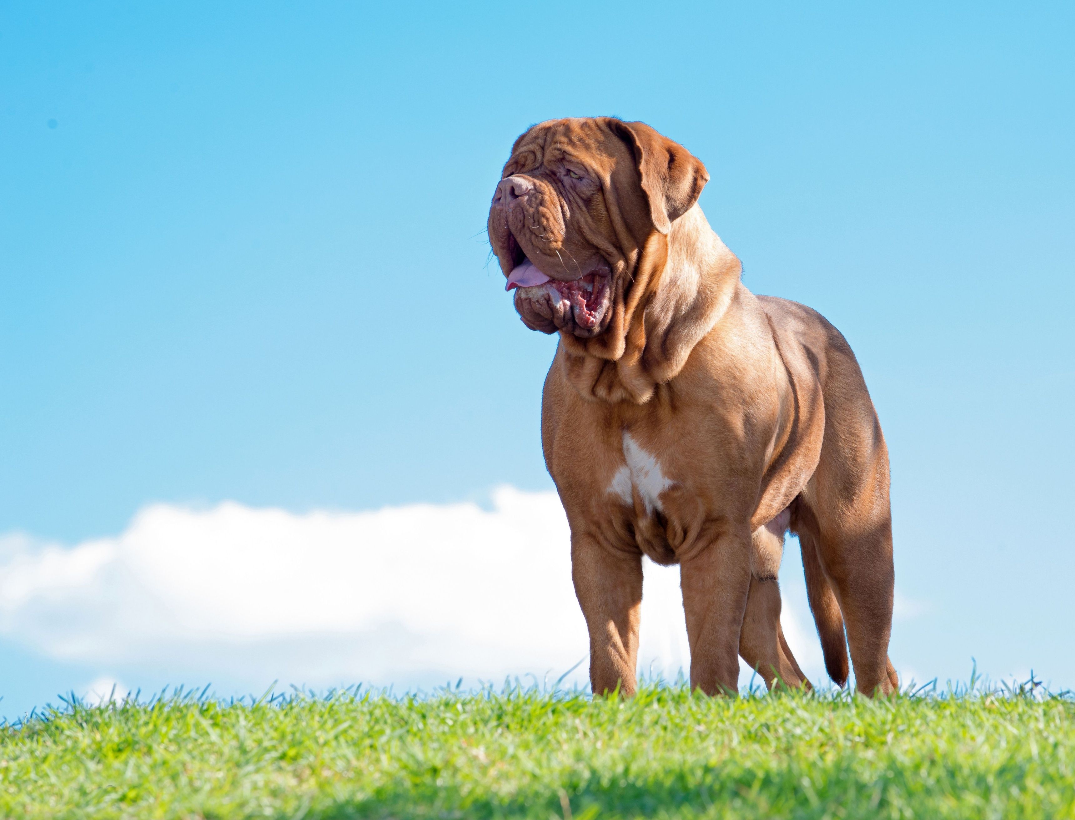 Dogue de Bordeaux dog