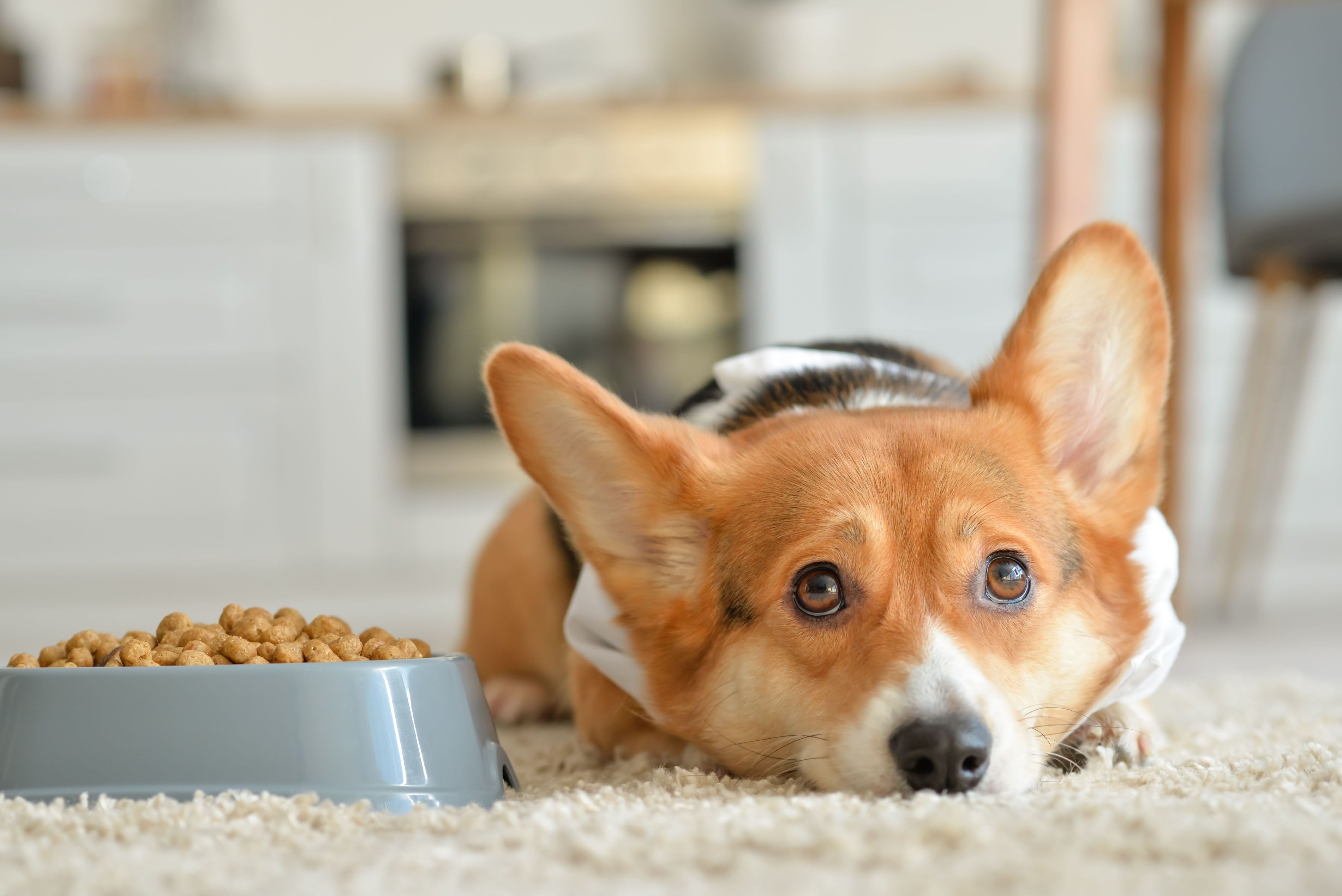 Cute dog near bowl with dry food at home