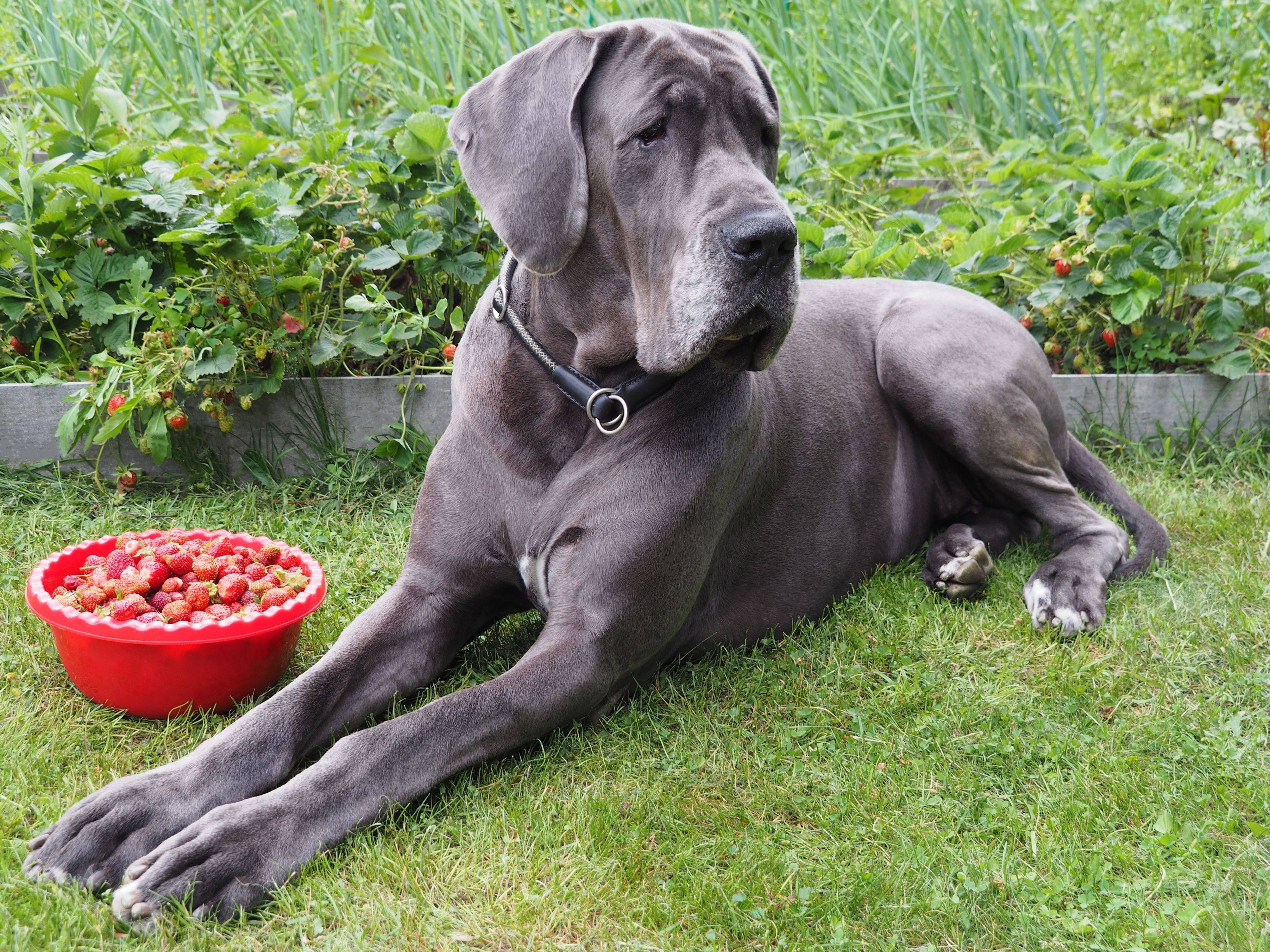 Great Dane breed lies in the green grass