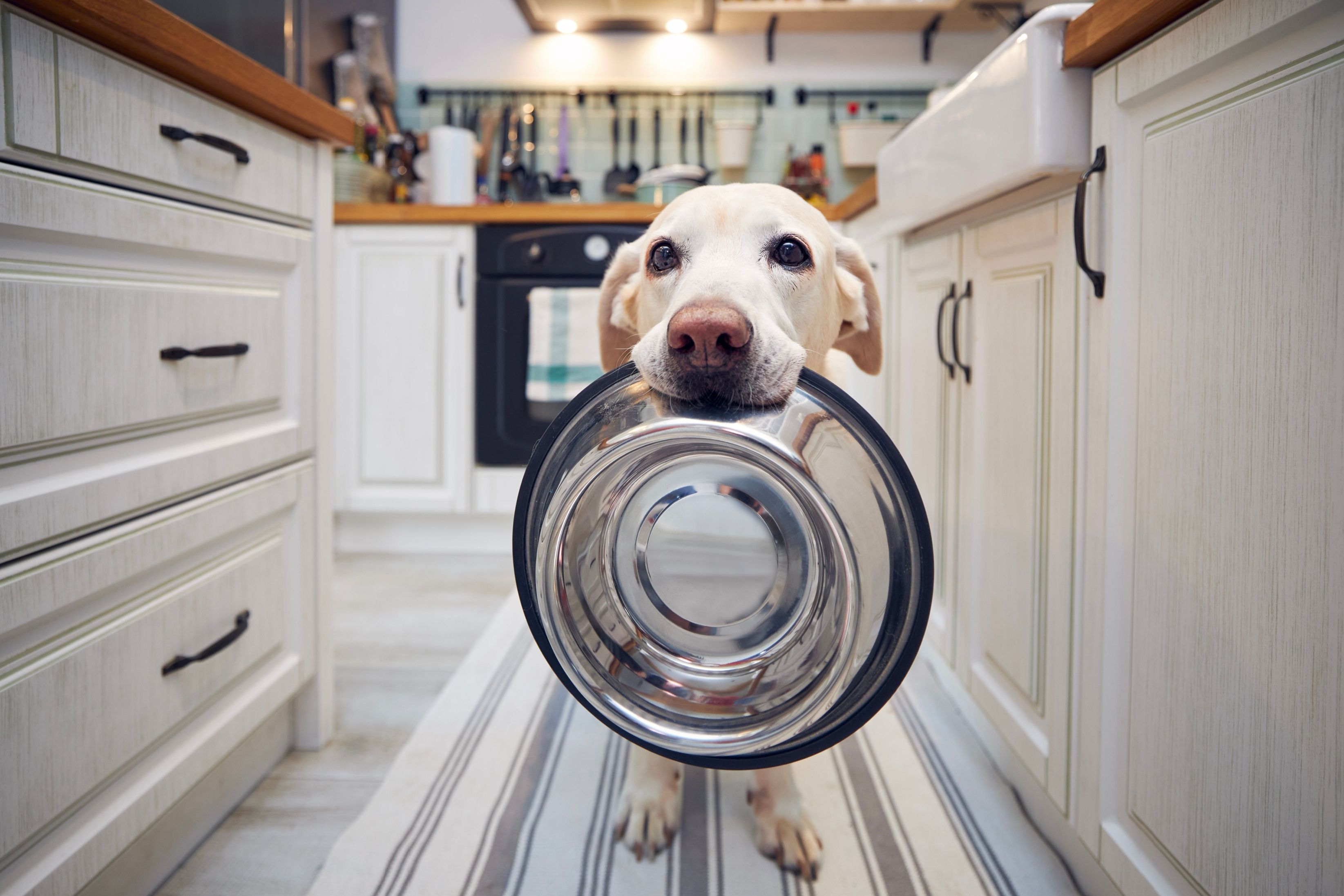 Hungry dog with sad eyes is waiting for feedin