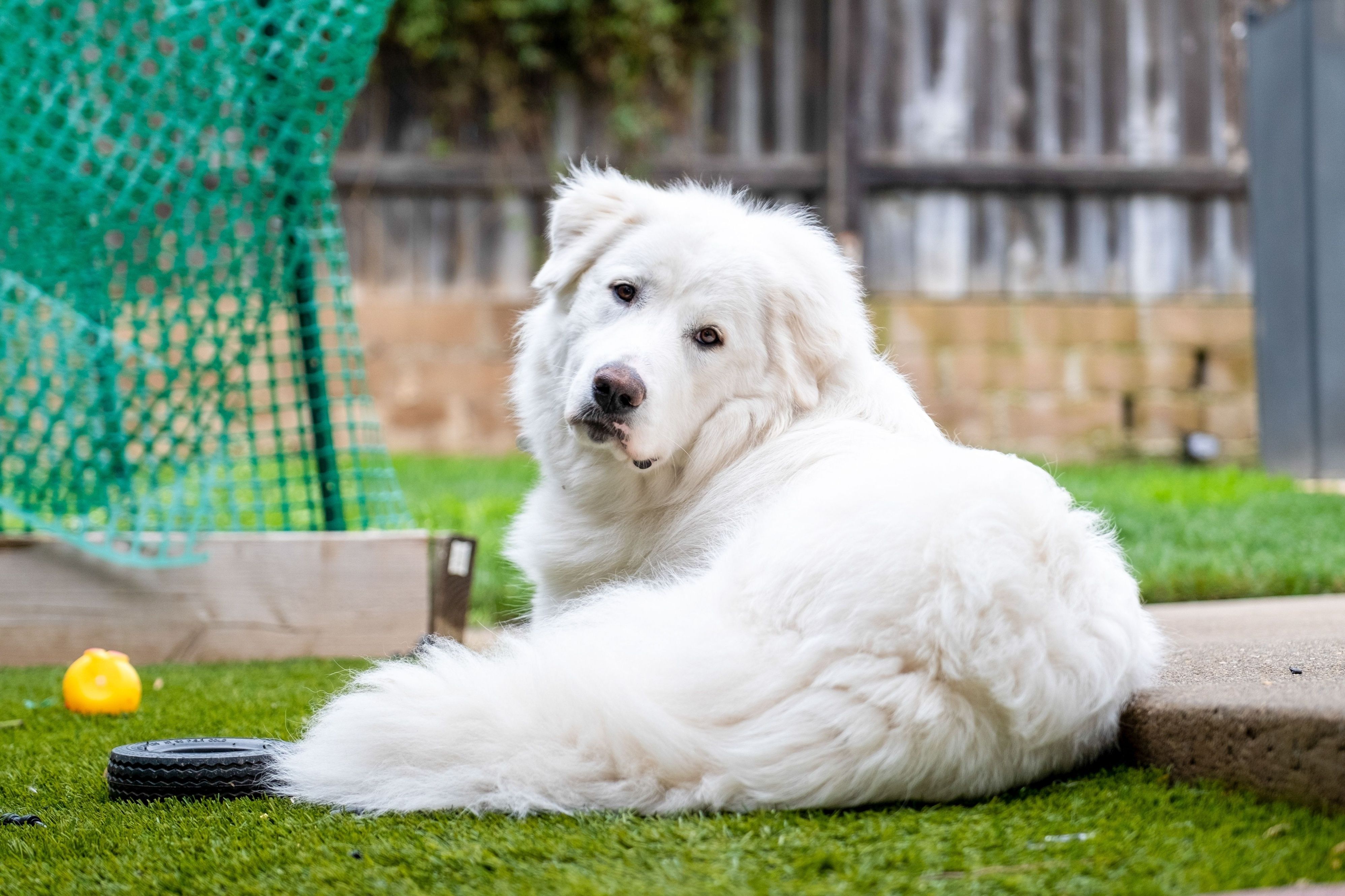 The Pyrenean Mountain Dog is a breed of livestock guardian dog from France