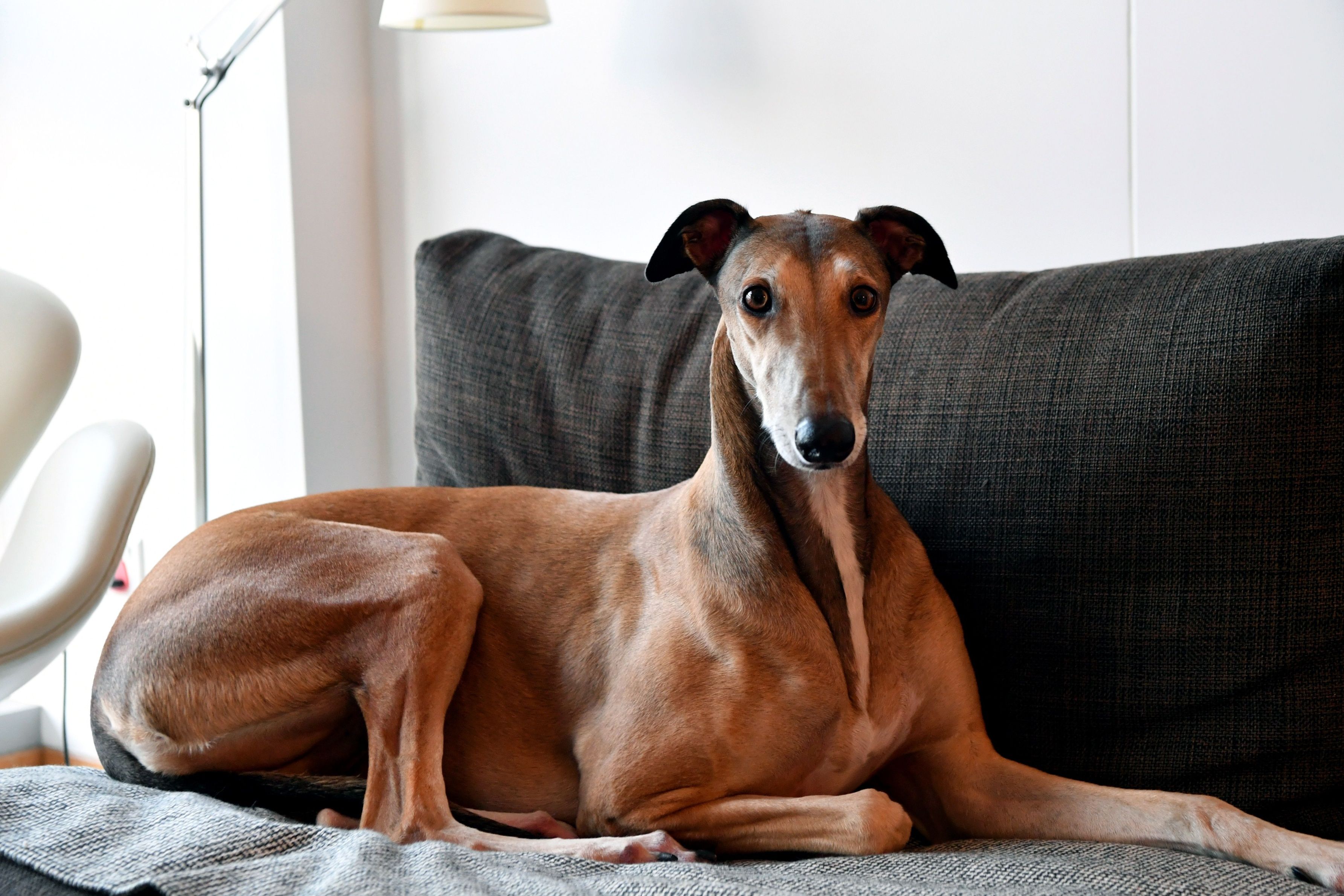 The English Greyhound, or simply the Greyhound