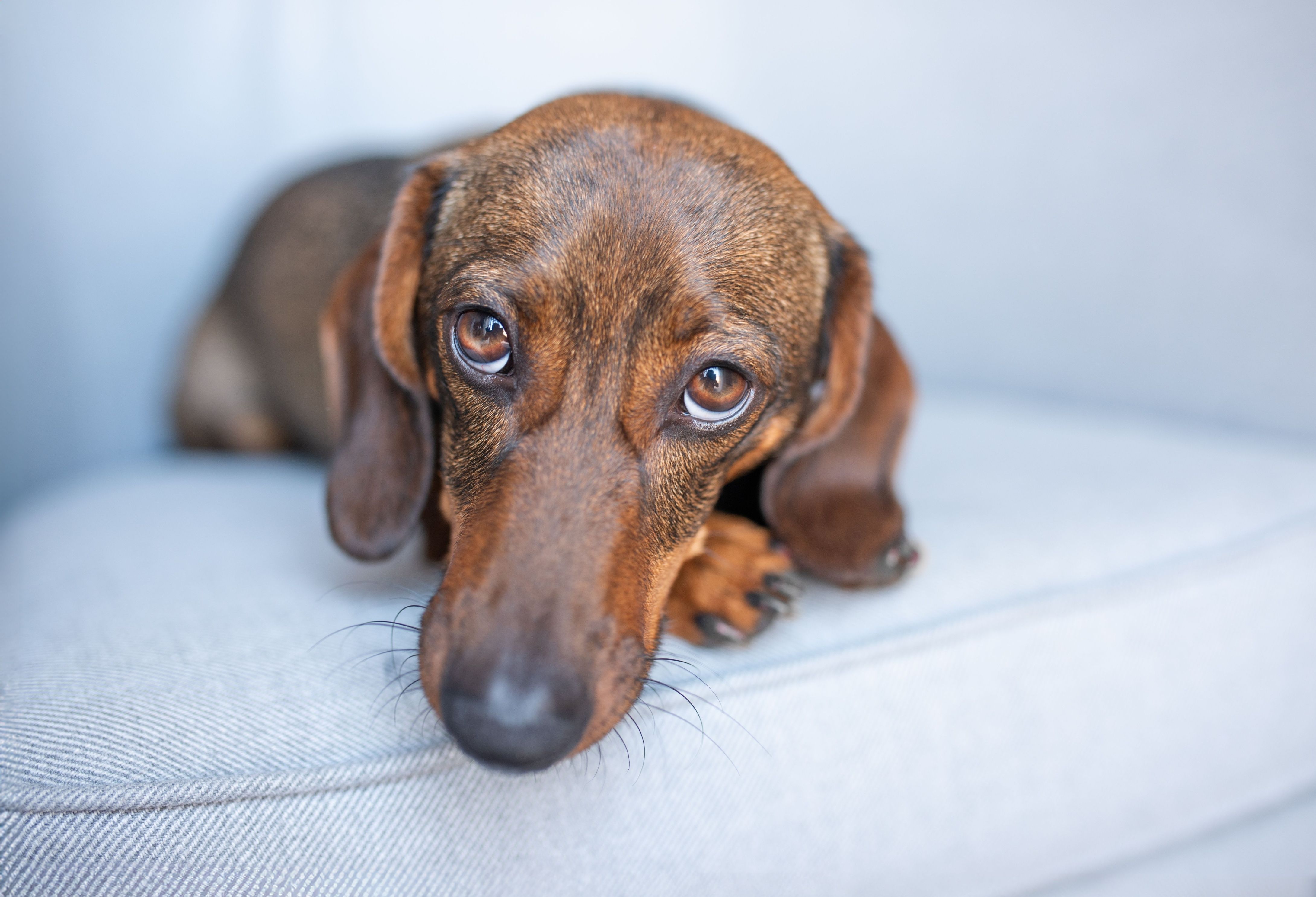 A dog lying on the sofa in bad mood.