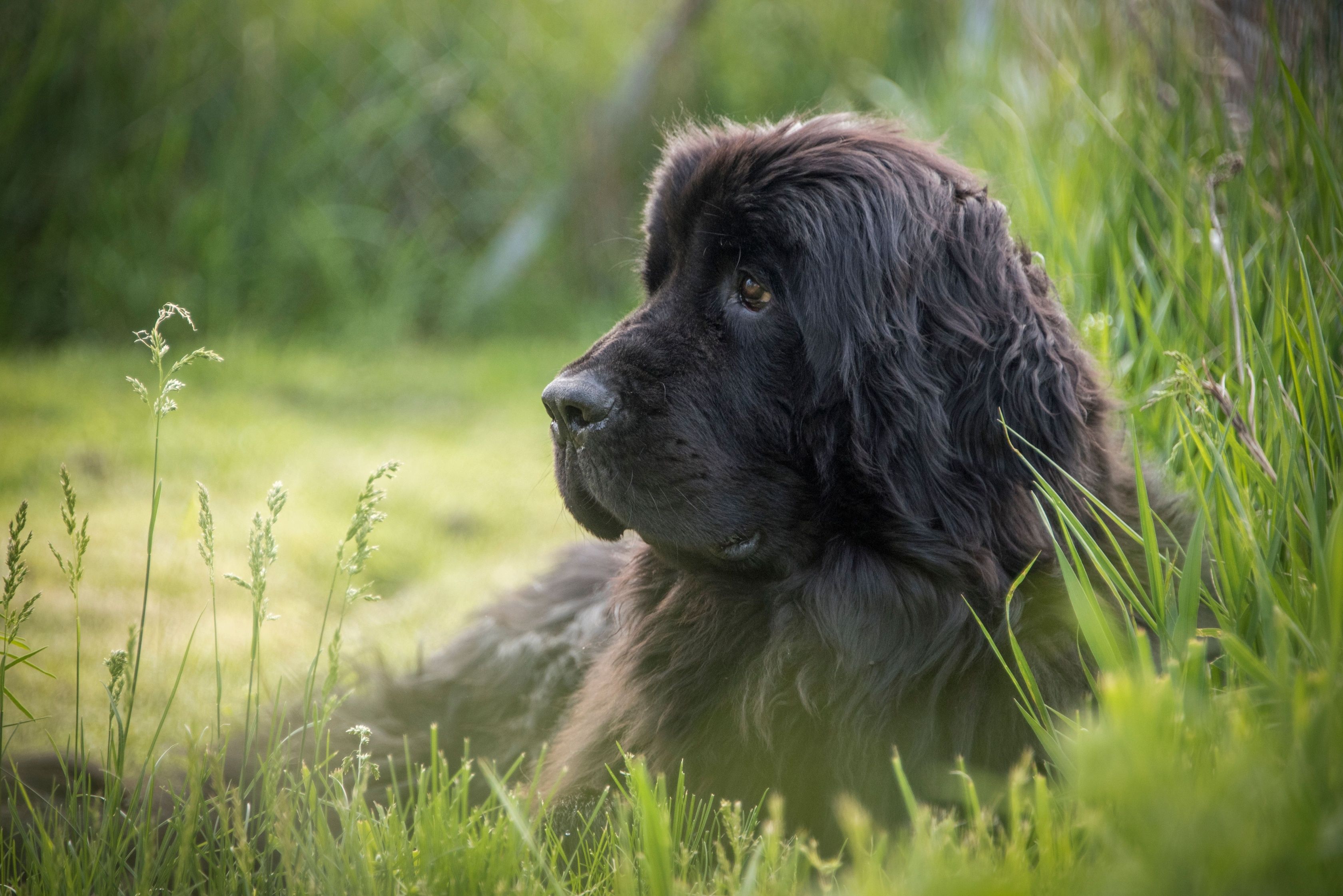 Close up of a young newfoundland dog laying in the grass, near the fence