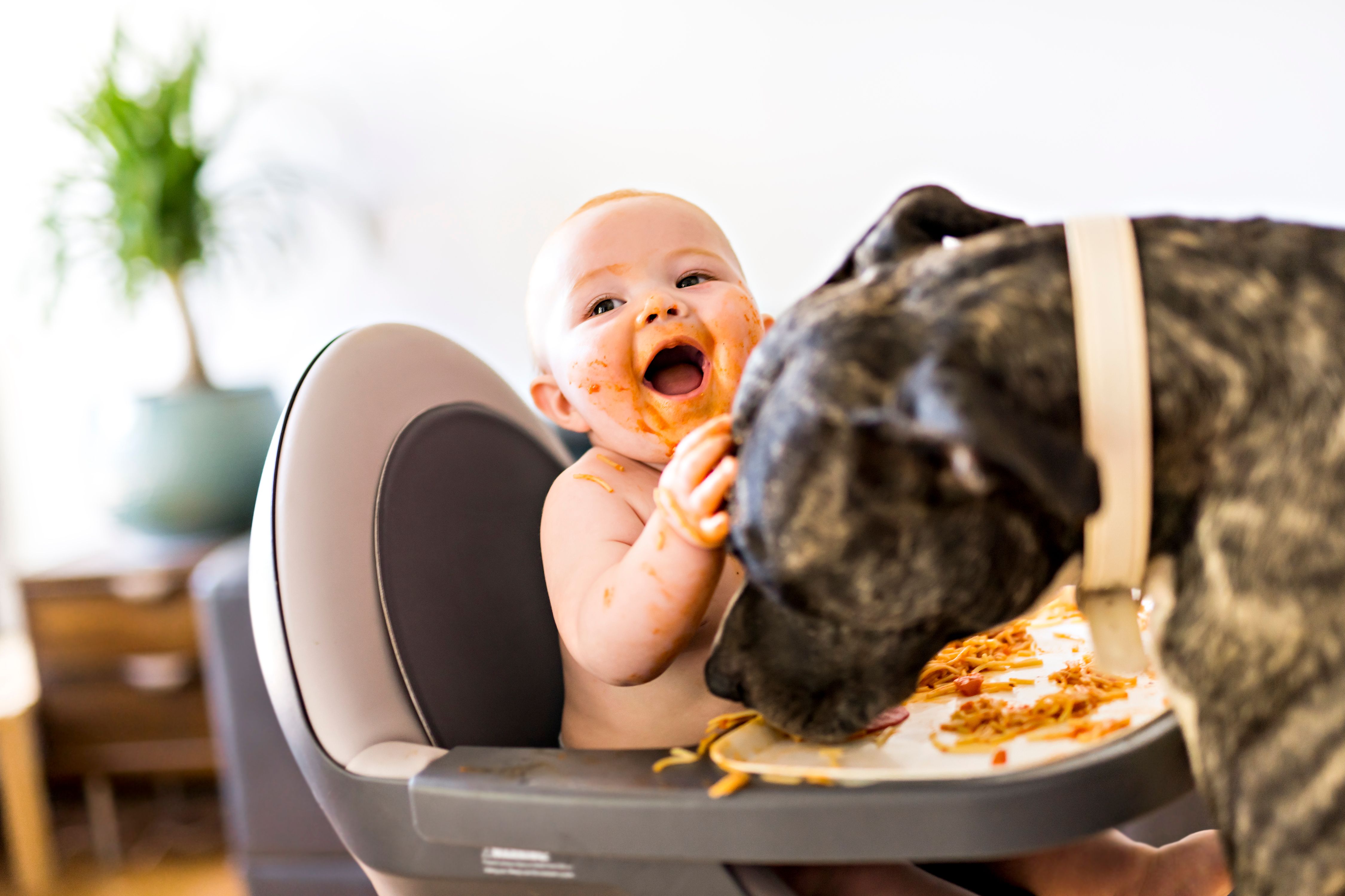 Little baby girl eating her spaghetti dinner and making a mess with pitbull eating spaghetti