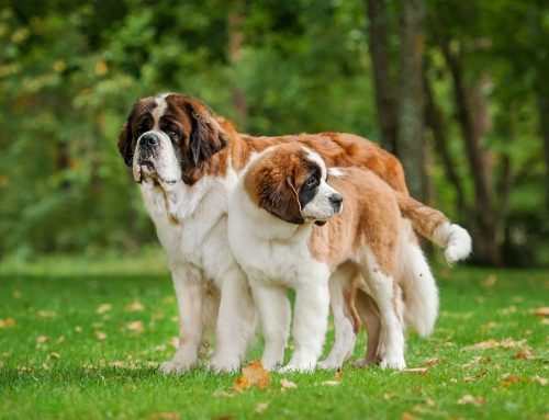 10 Large Dog Breeds