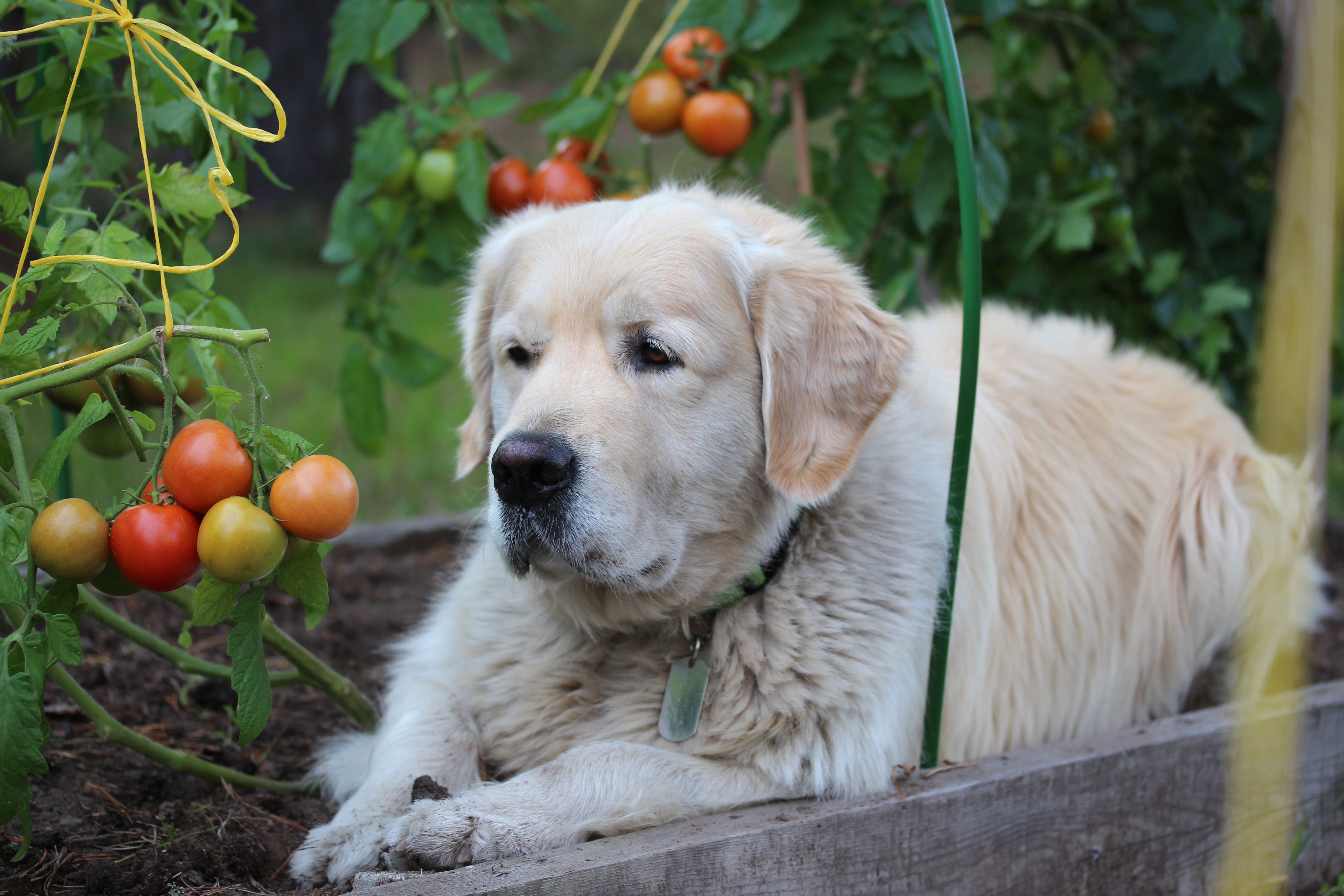 Golden retriever is in the garden