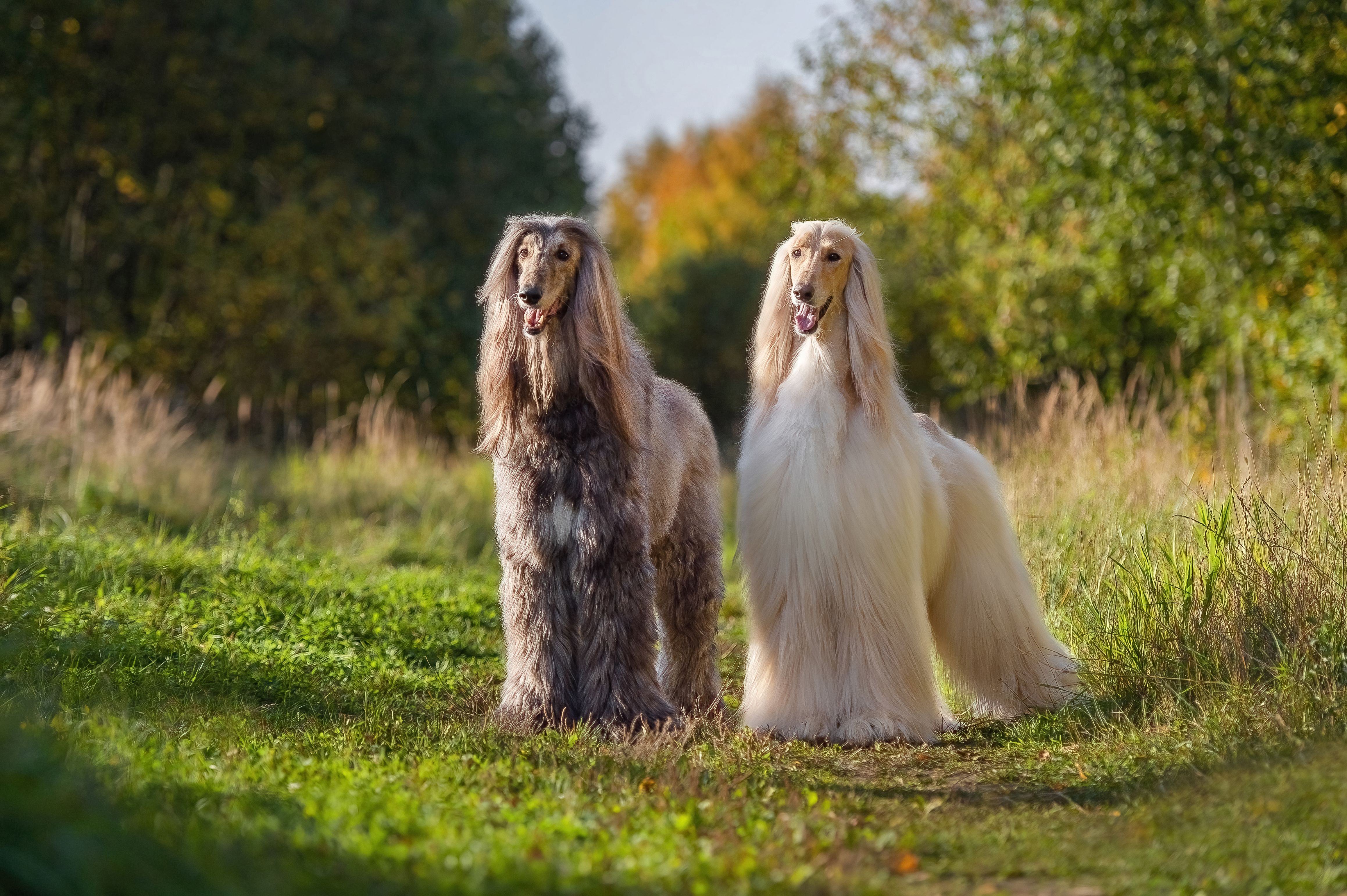 Two Afghan hounds Oscar and Amadeus