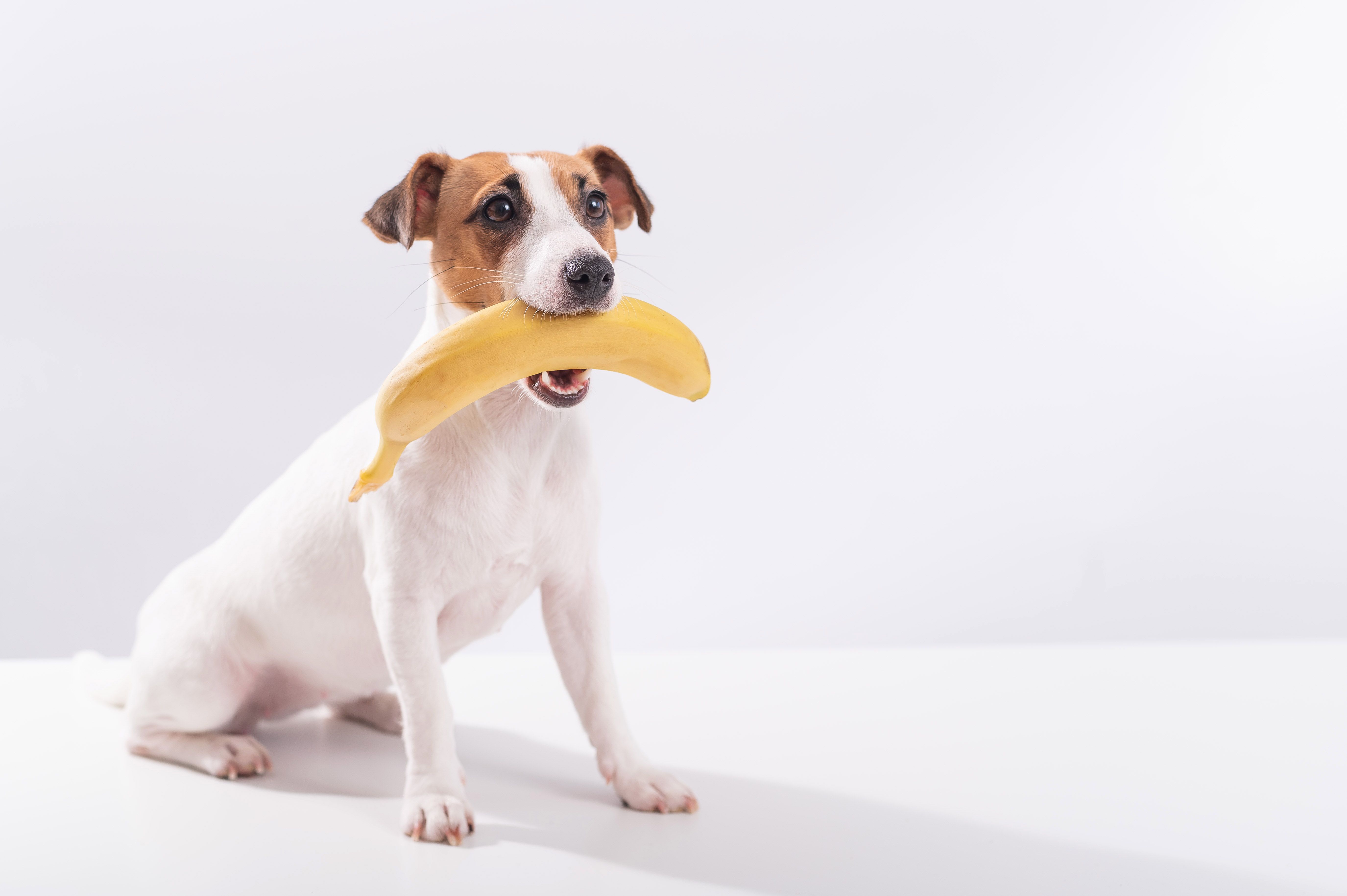 Jack russell terrier dog holds a banana in his mouth