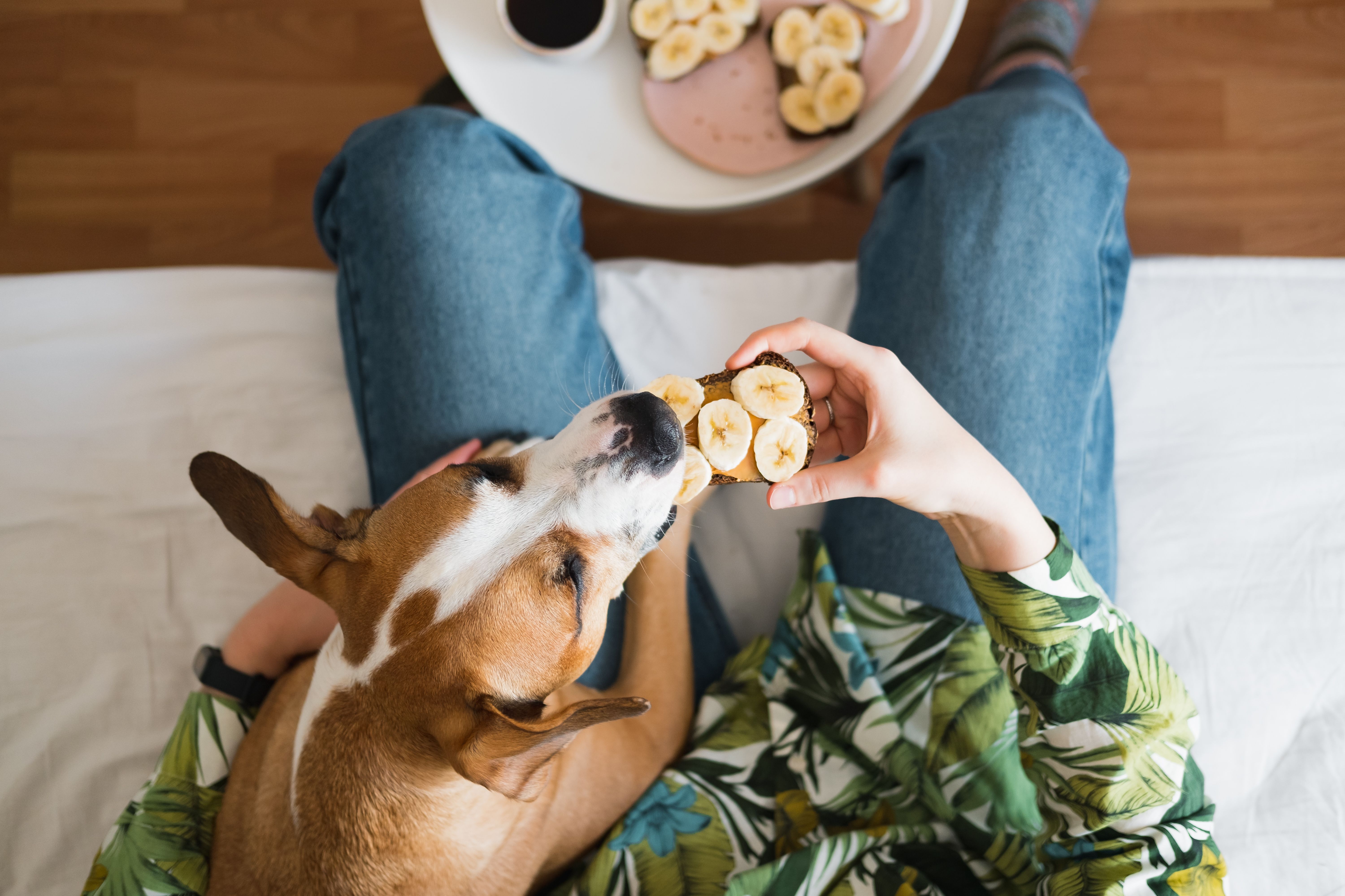 Sharing a peanut butter and banana sandwich with a dog