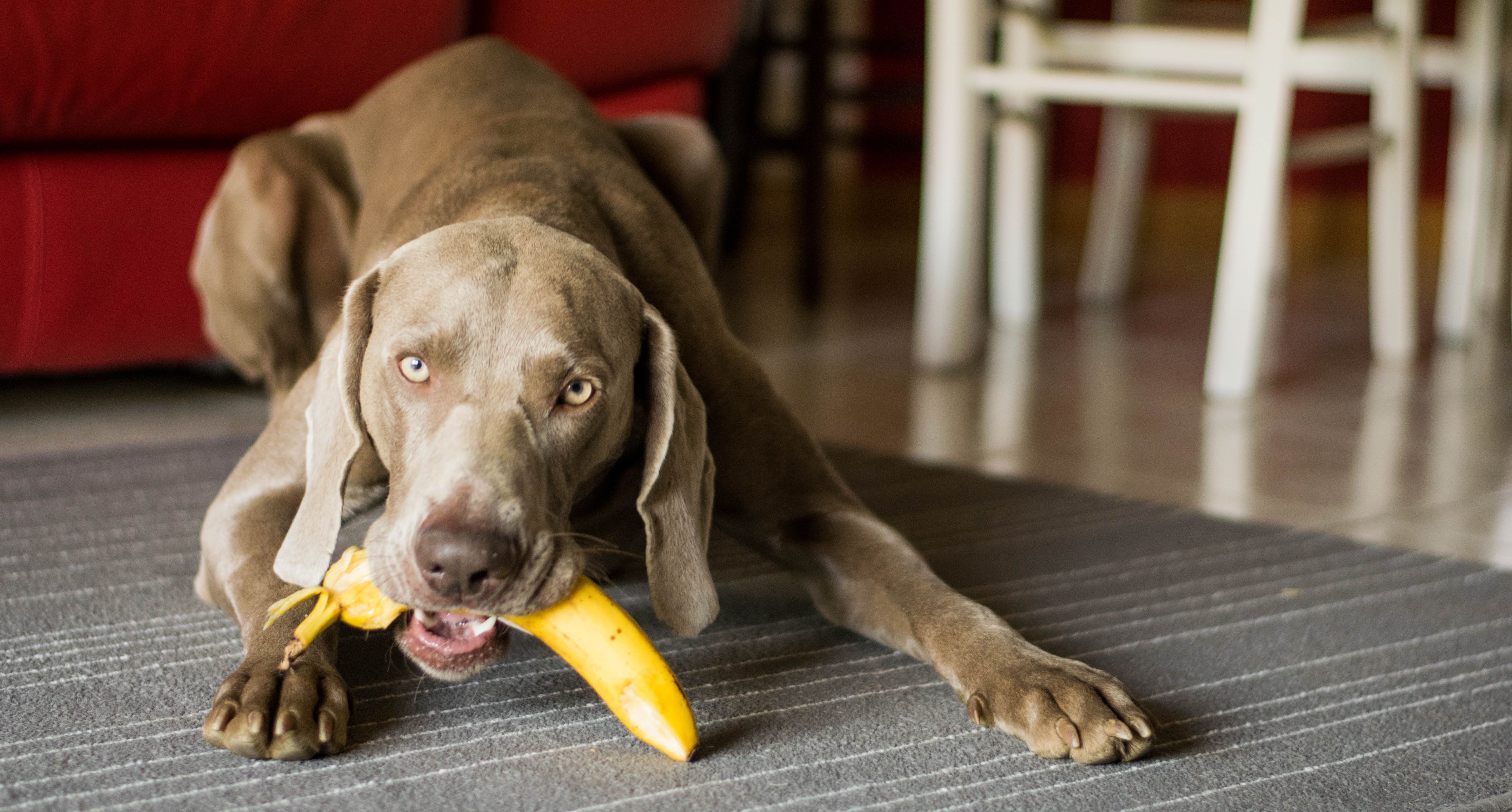 dog eating banana