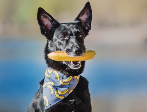 Can Dogs Eat Banana Peels?