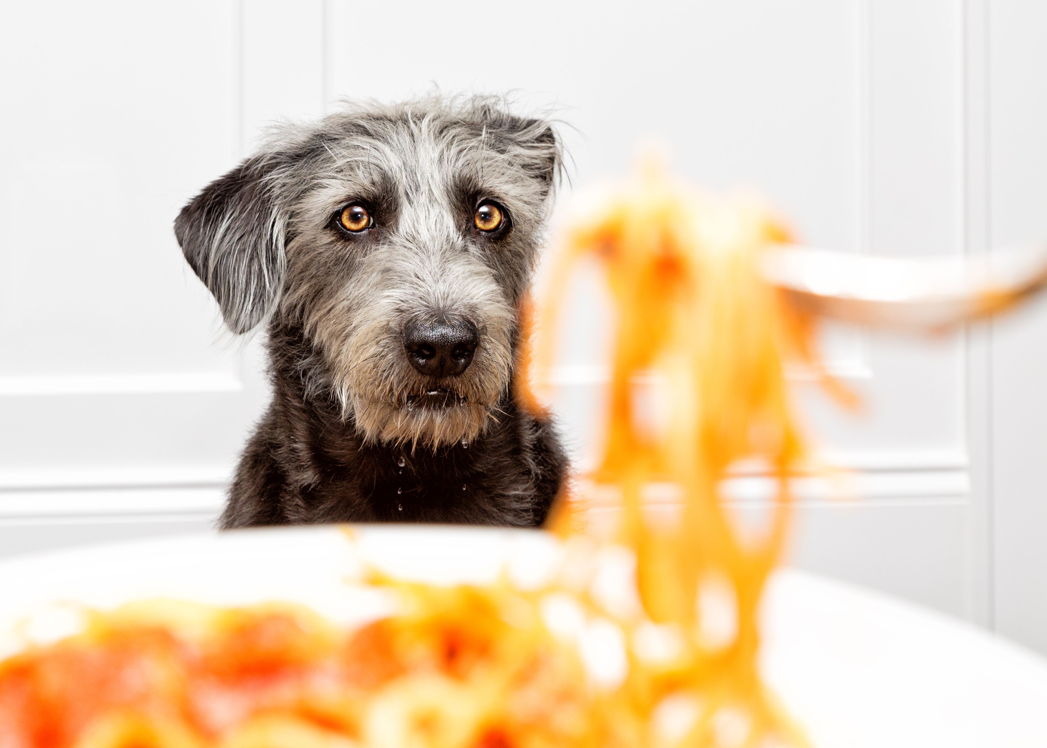 Funny dog drooling while watching person eat food.