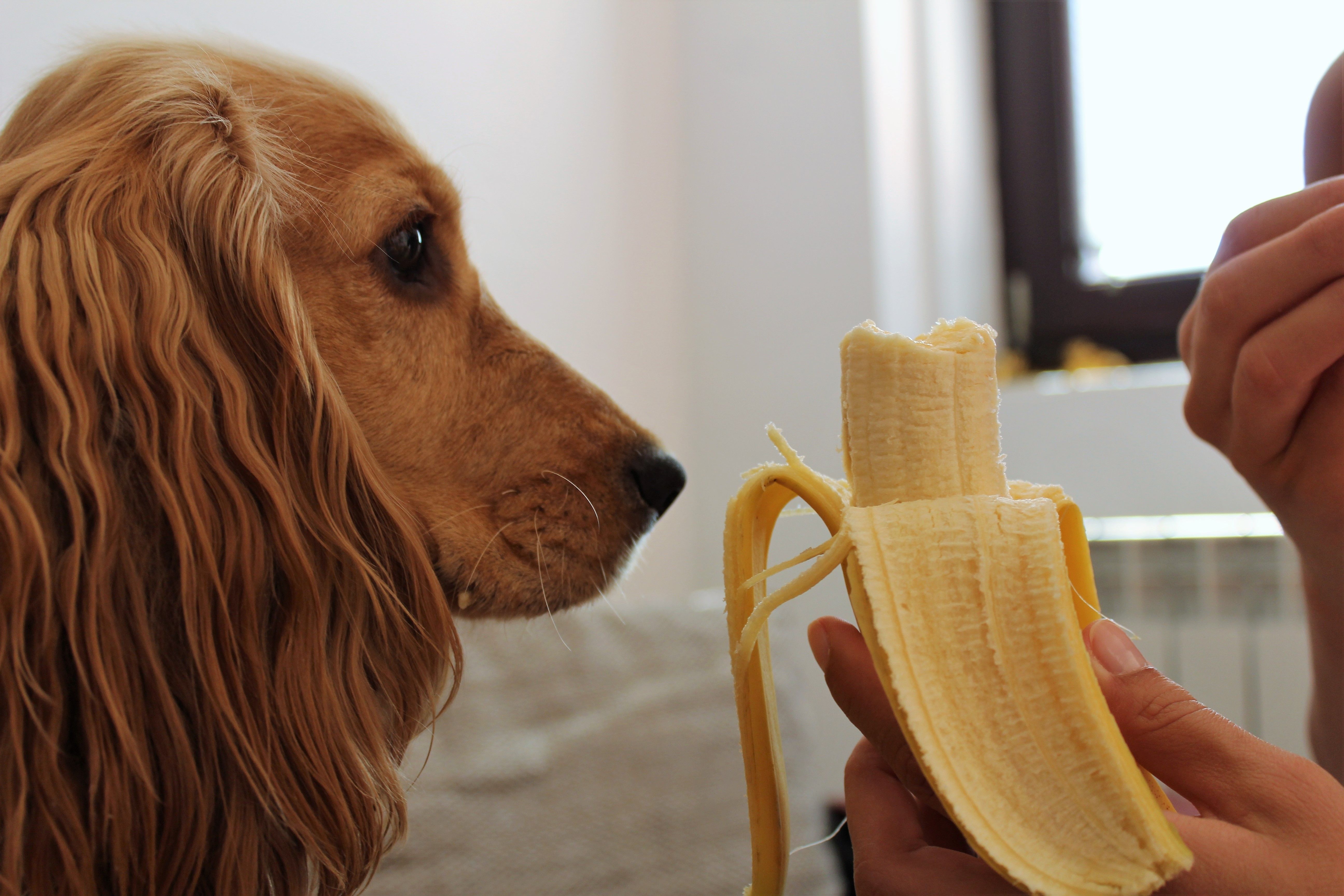 dog with banana