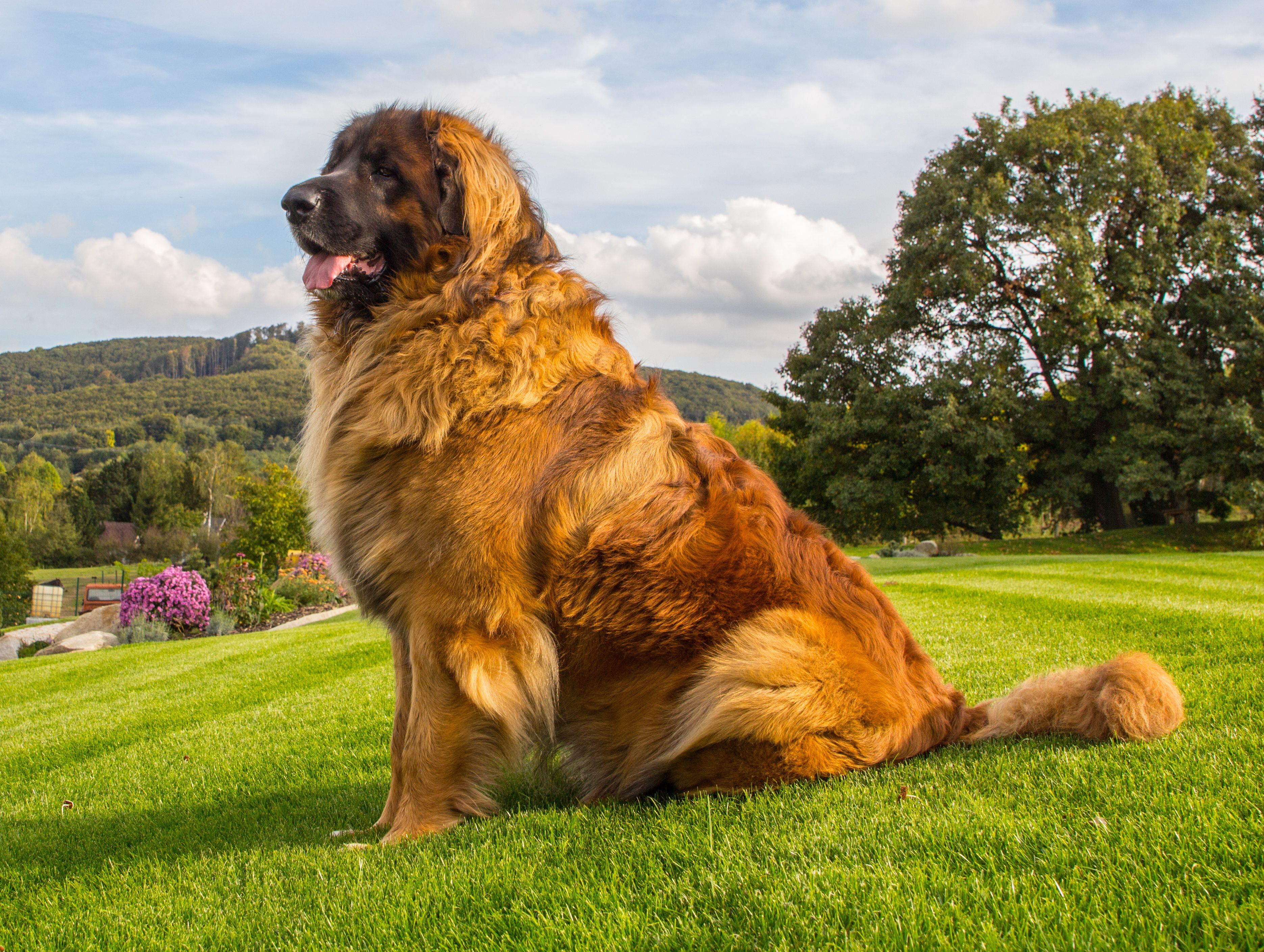 Portrait of a nice Leonberger sitting on a green grass