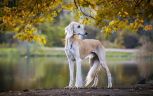 shutterstock_1155867127