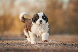 shutterstock_163928255