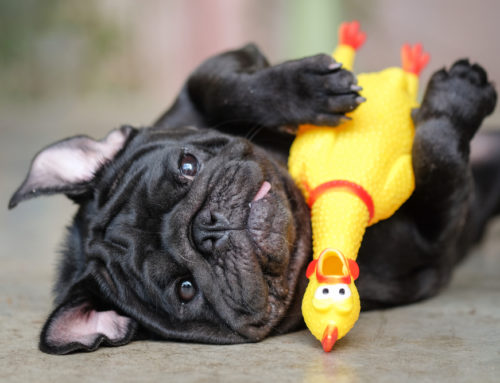 Why Do Dogs Love Squeaky Toys?