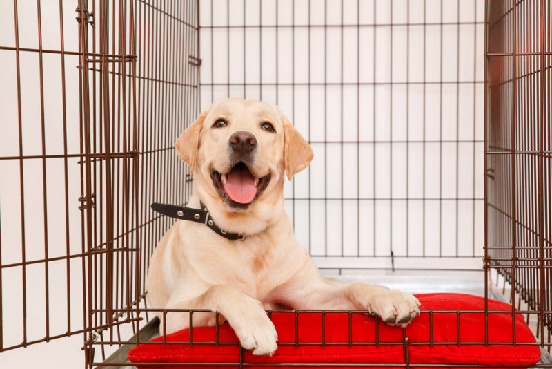 How Big Should a Dog Crate Be? Wagging Mongrel