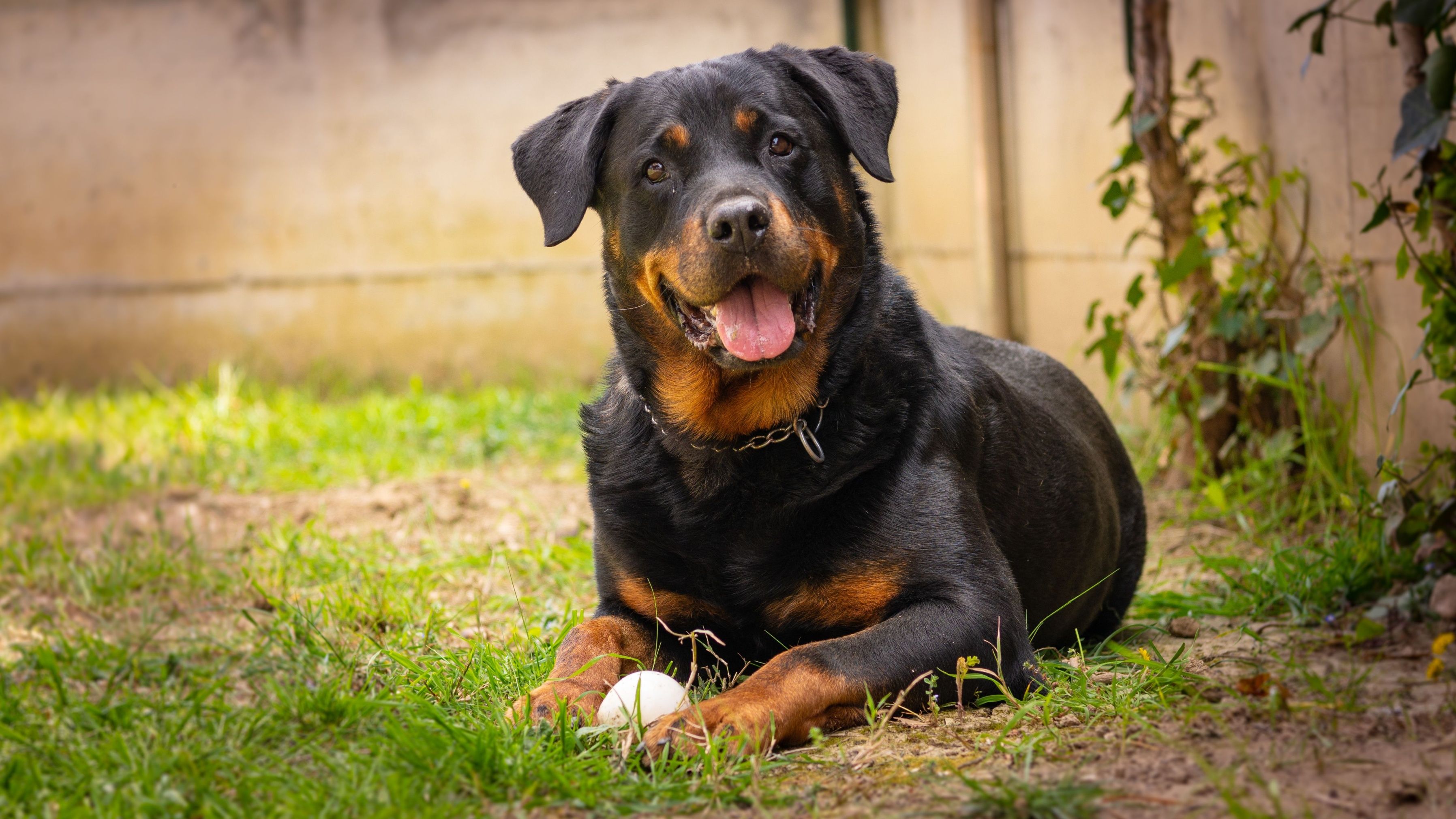 Rottweiler dog play with the ball in the garden