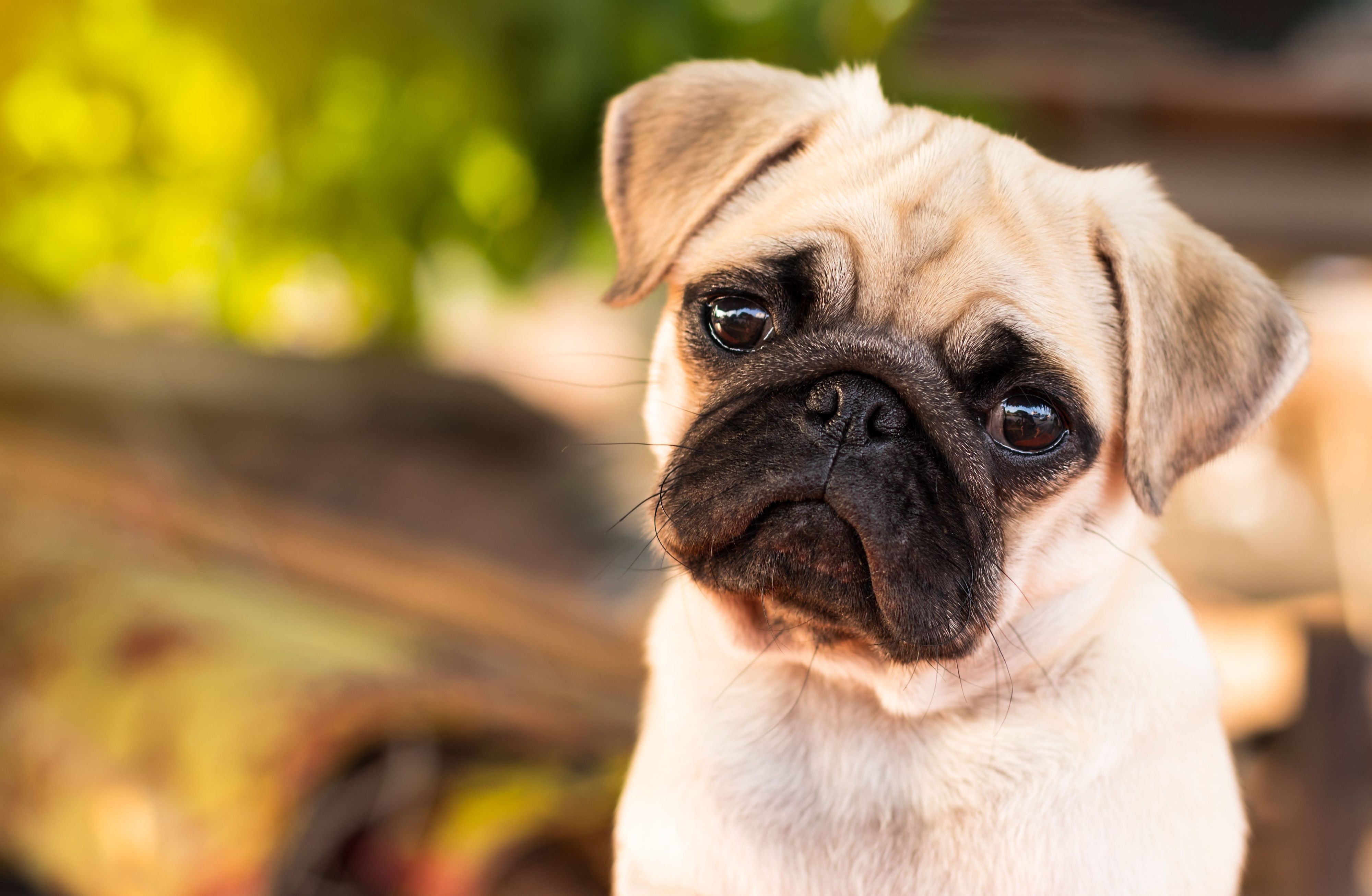 Close-up of a pug puppy