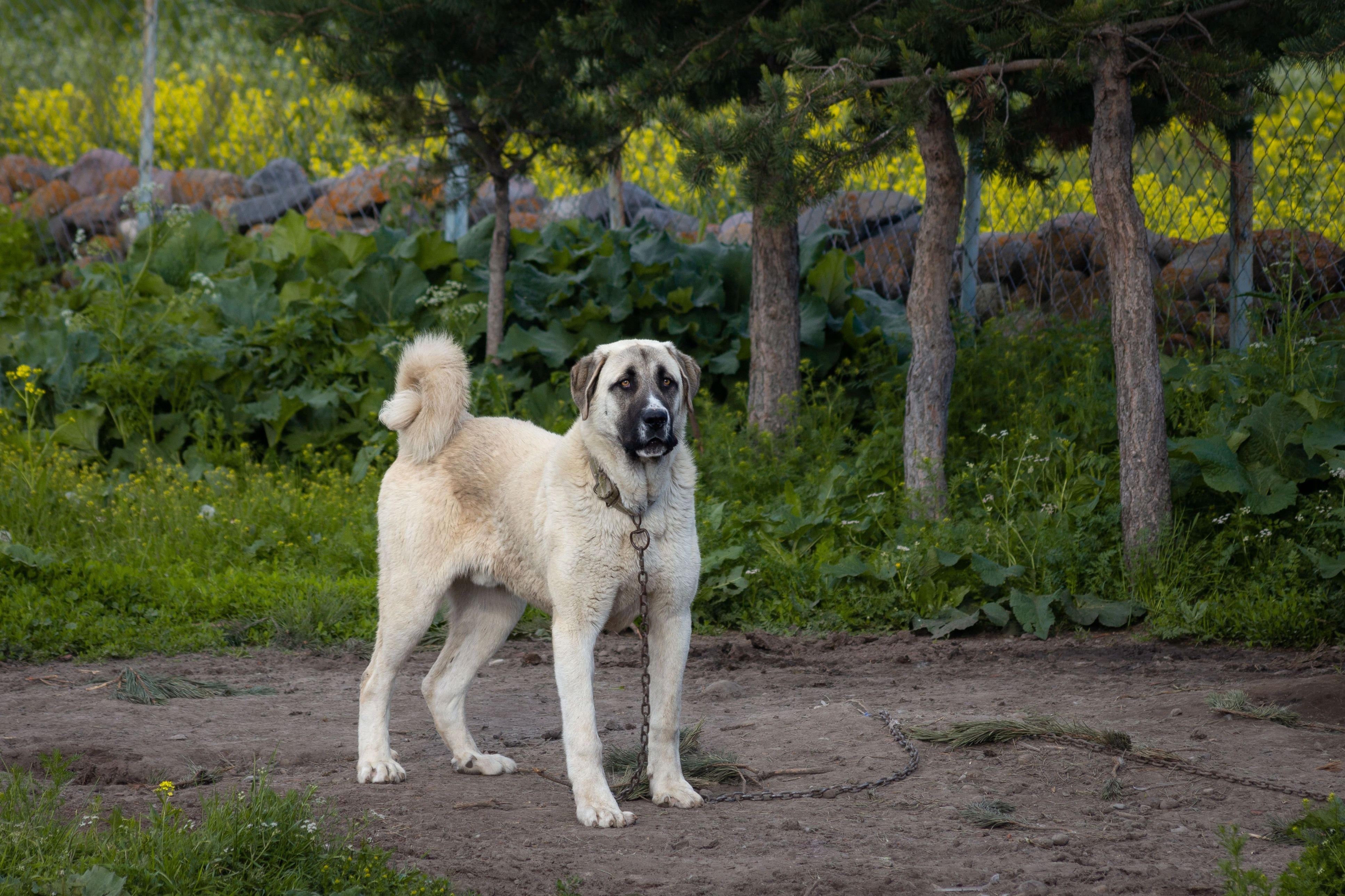 A noble Sivas kangal dog. Turkish Anatolian Shepherd Dog