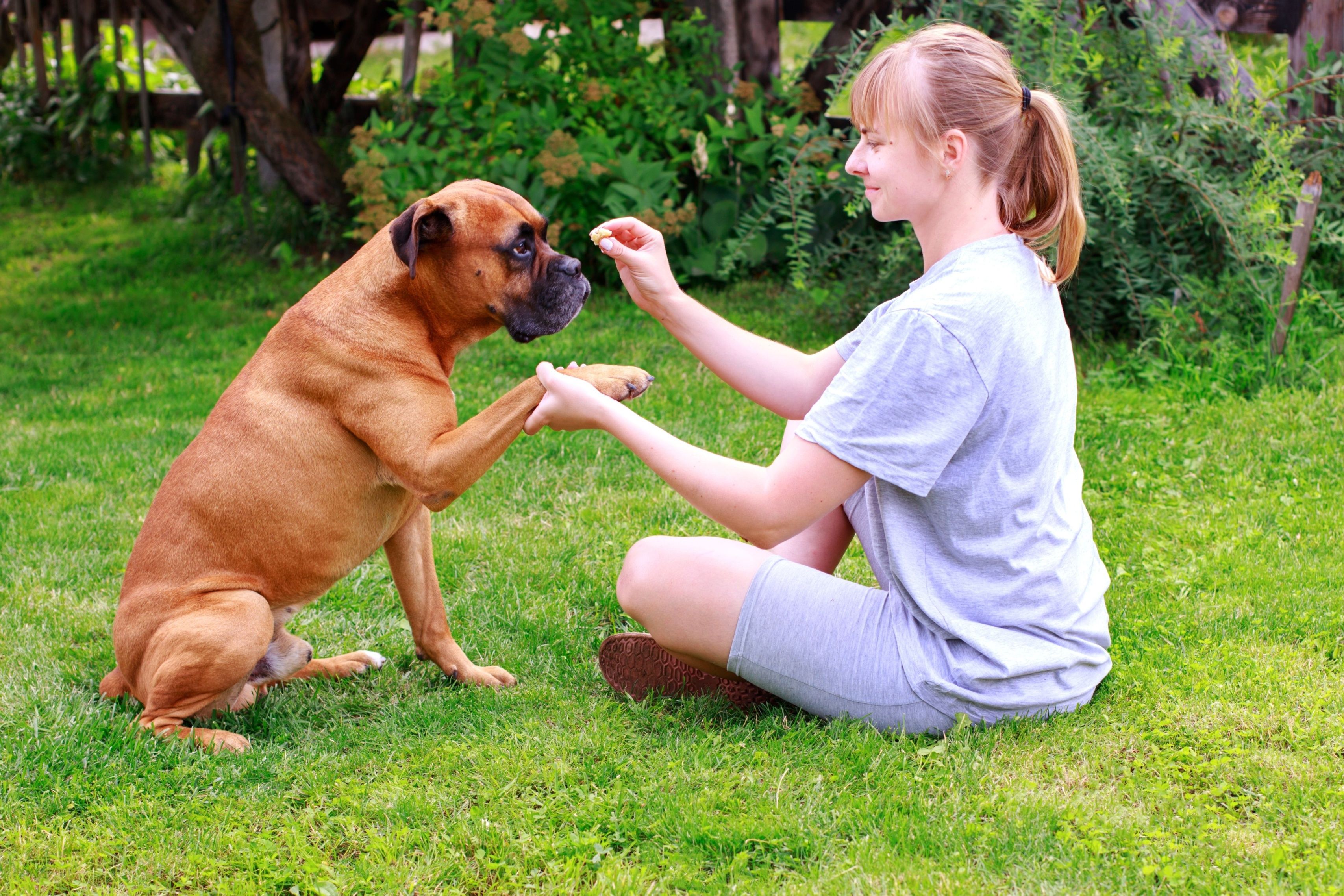 woman and german boxer on lawn together