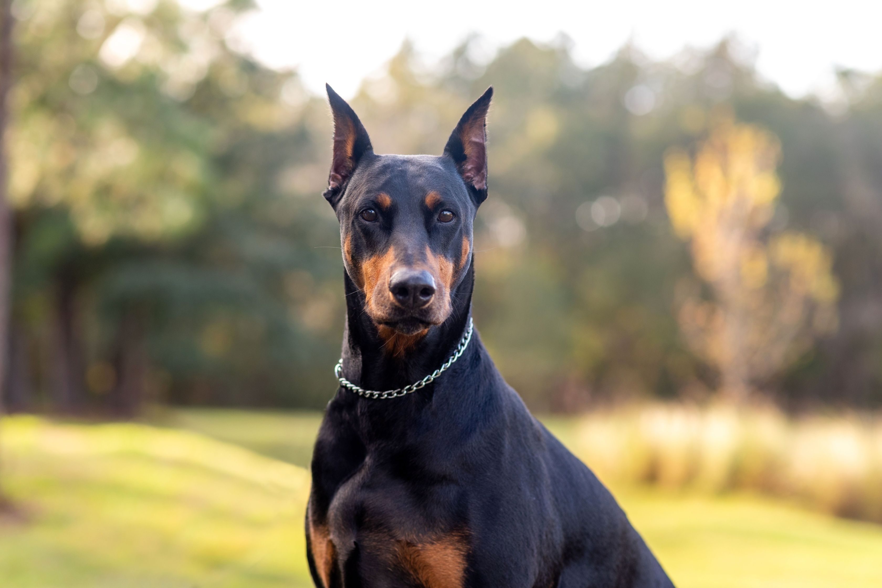 Doberman Pinscher outdoors at a park.