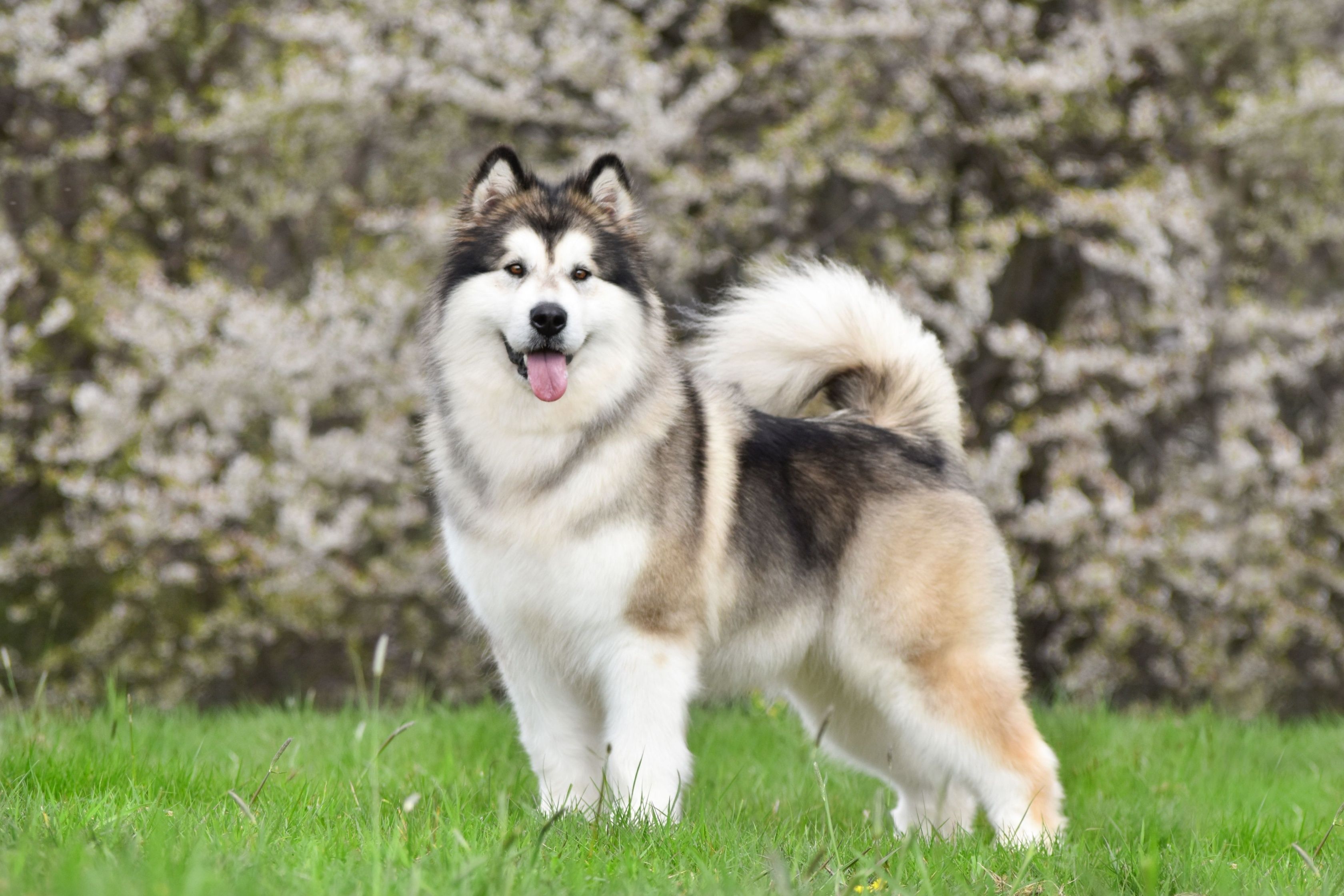 Alaskan Malamute stands on green grass against the background of a flowering tree