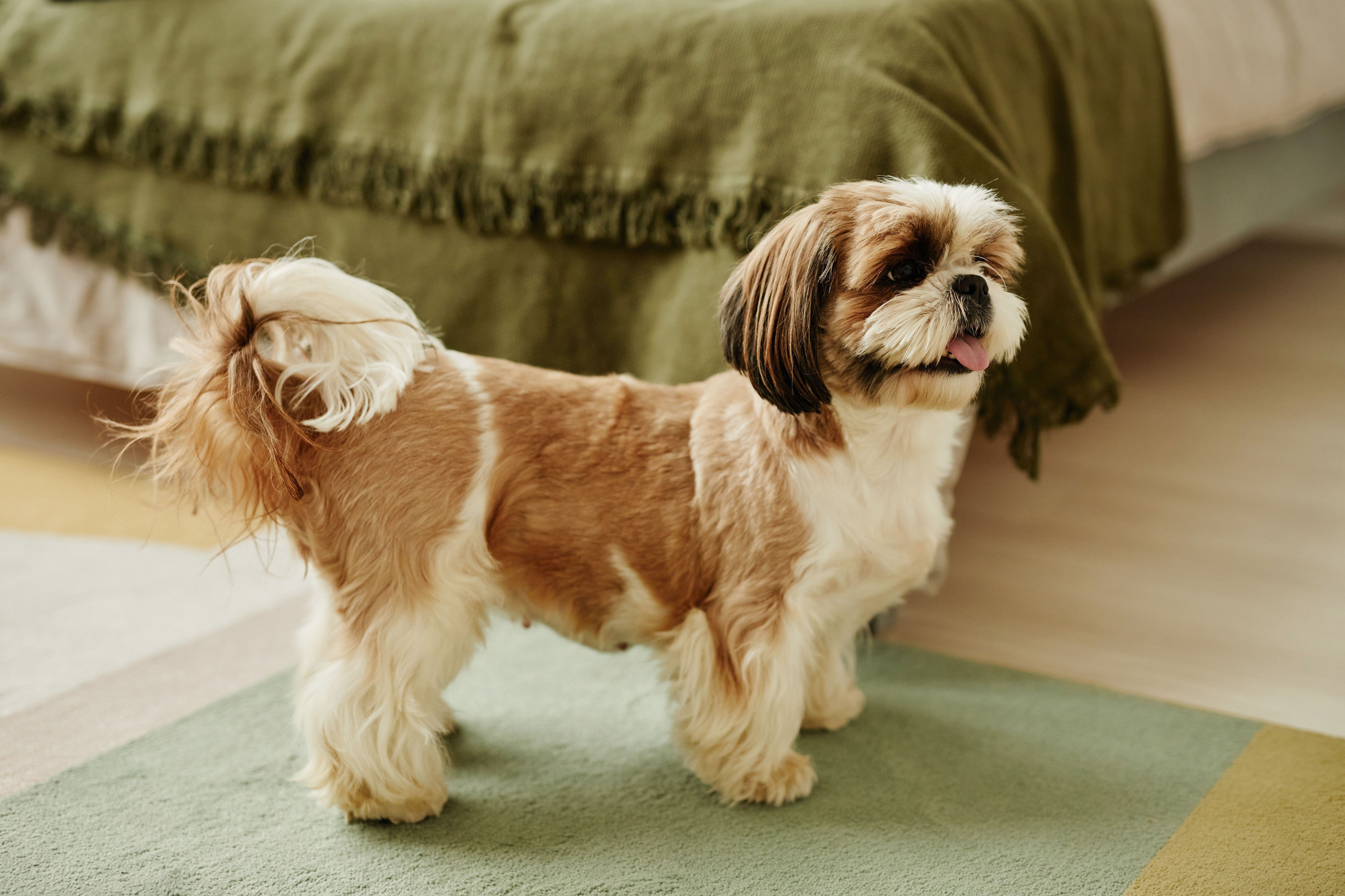 Full length portrait of cute Shih Tzu dog in cozy home interior