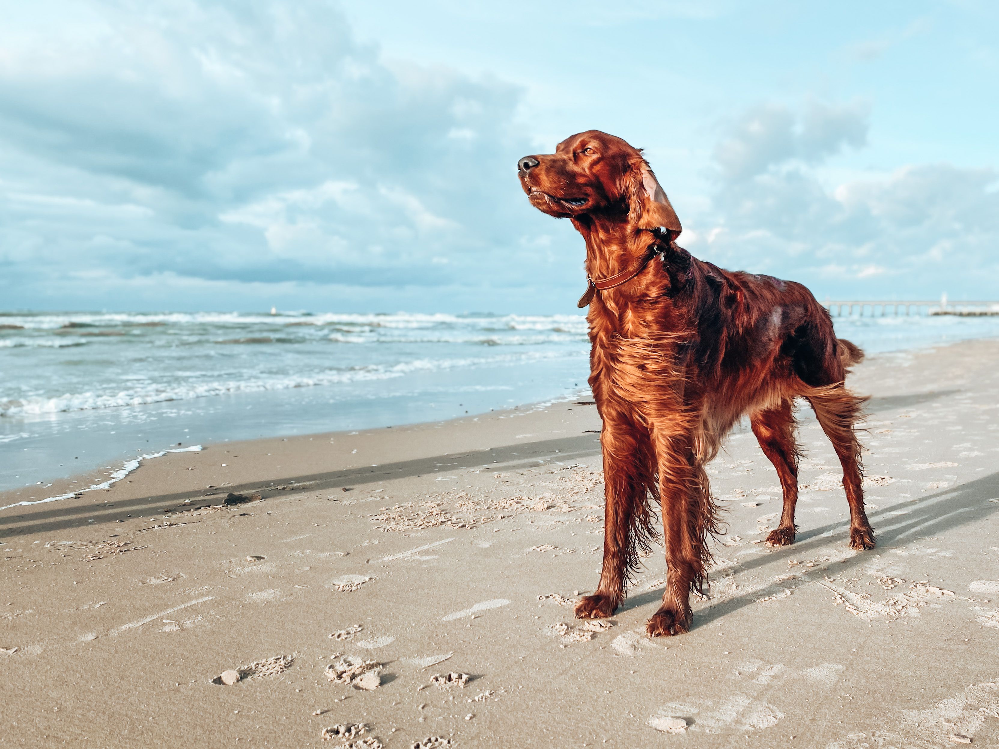 purebred irish red setter standing on the beach