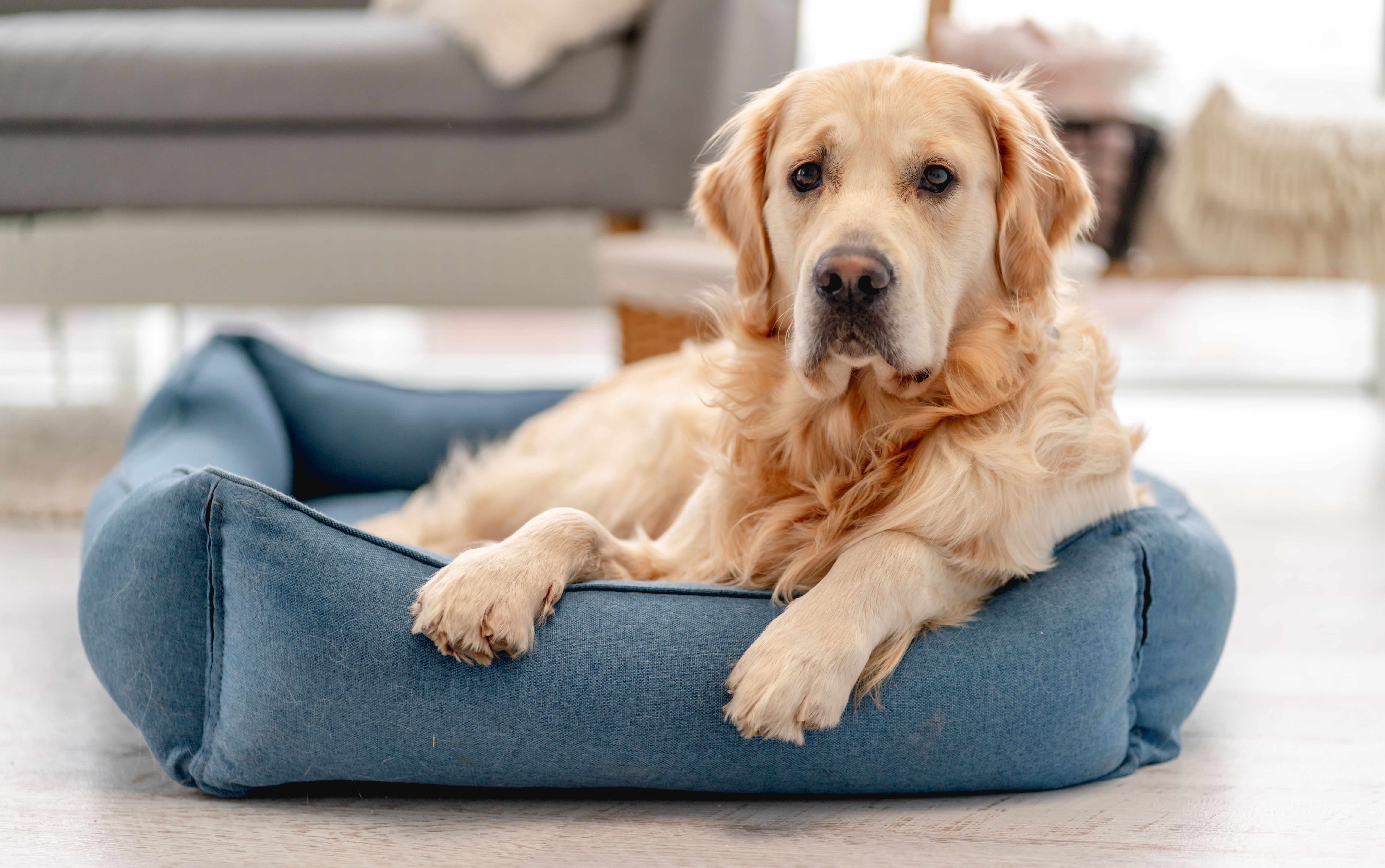 Golden retriever dog at home