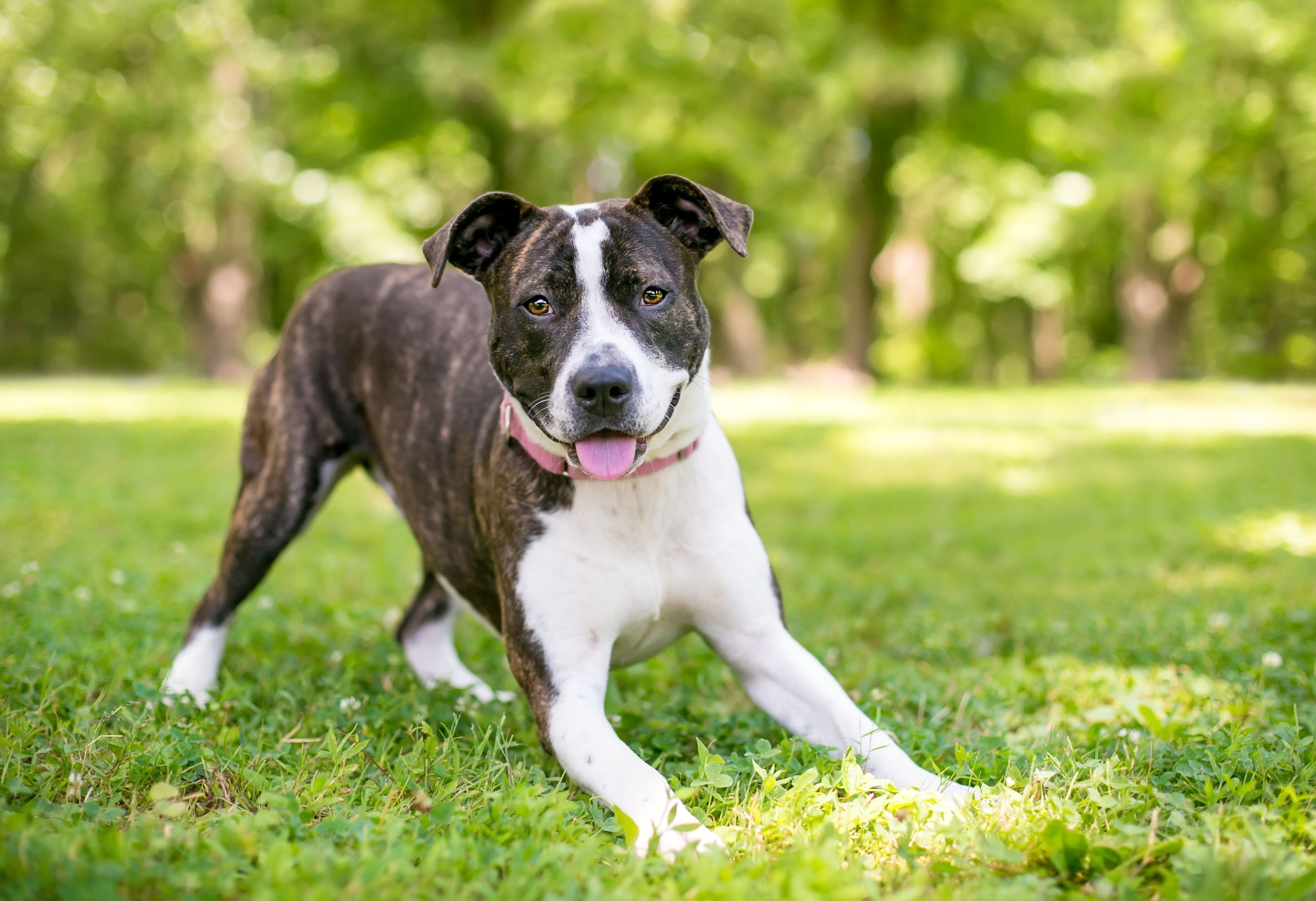 A playful brindle and white mixed breed dog in a play bow position