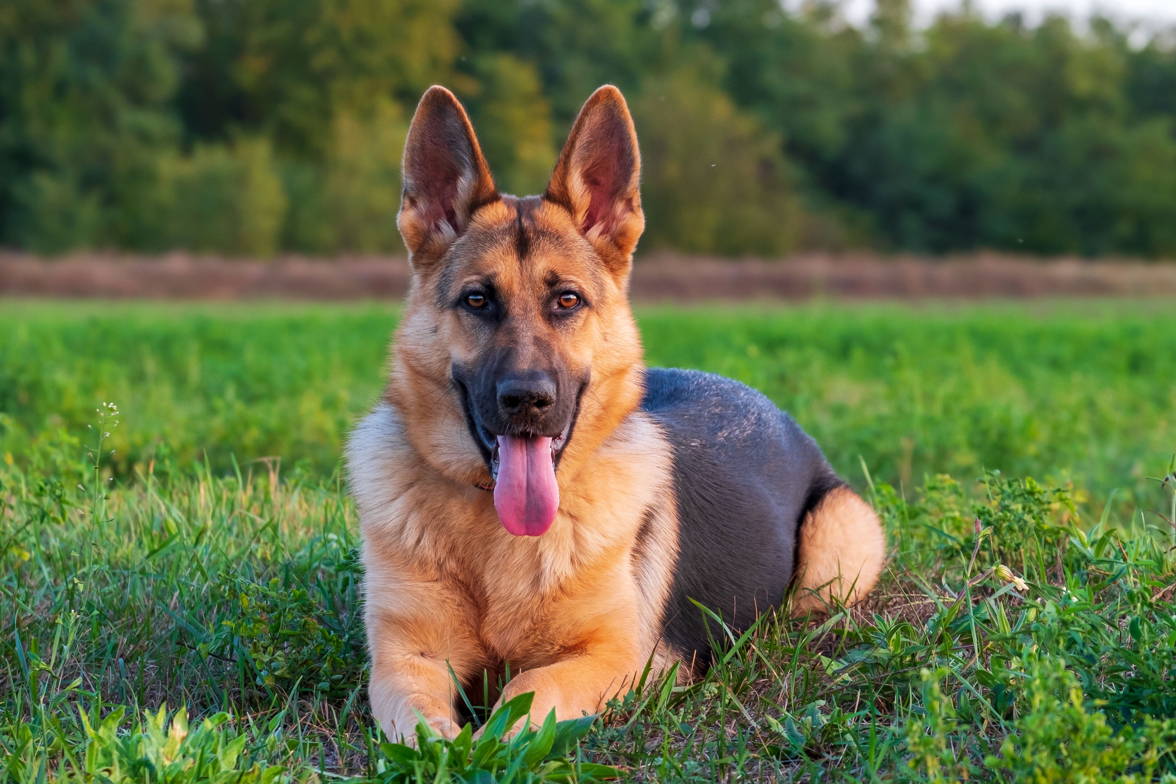 Beautiful german shepherd dog