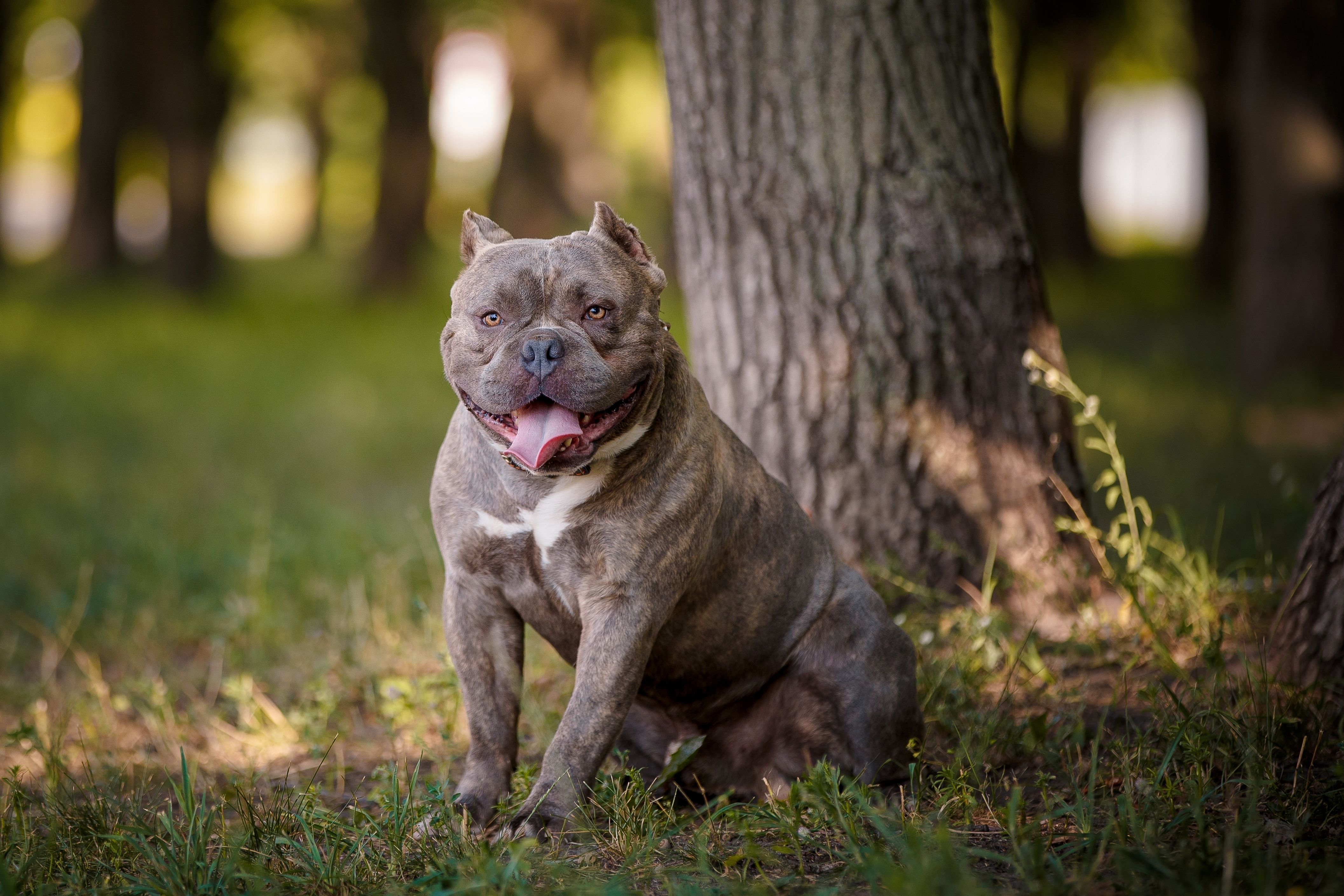 American bulldog having rest in forest