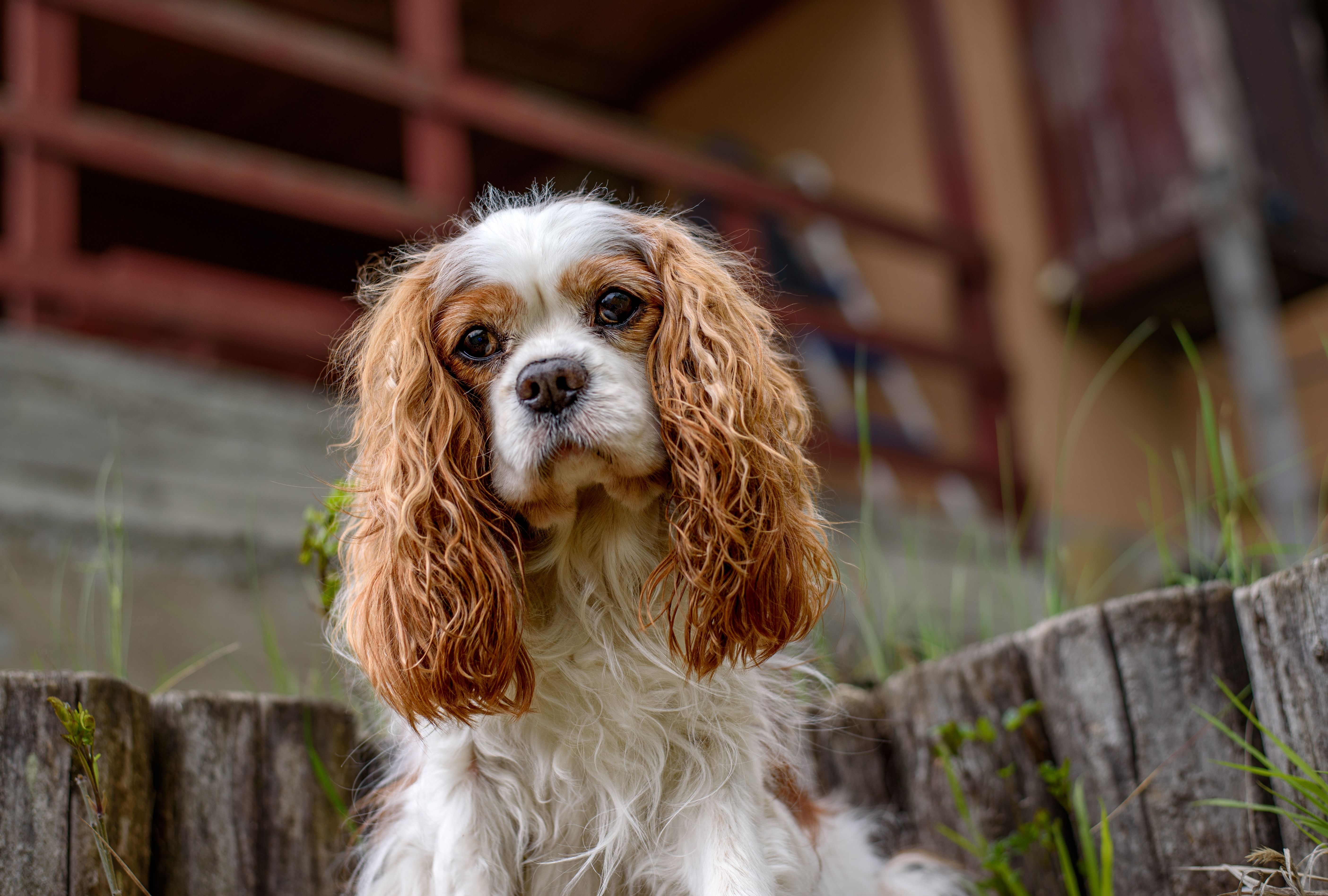 Portrait of adult blenheim cavalier king charles spaniel dog