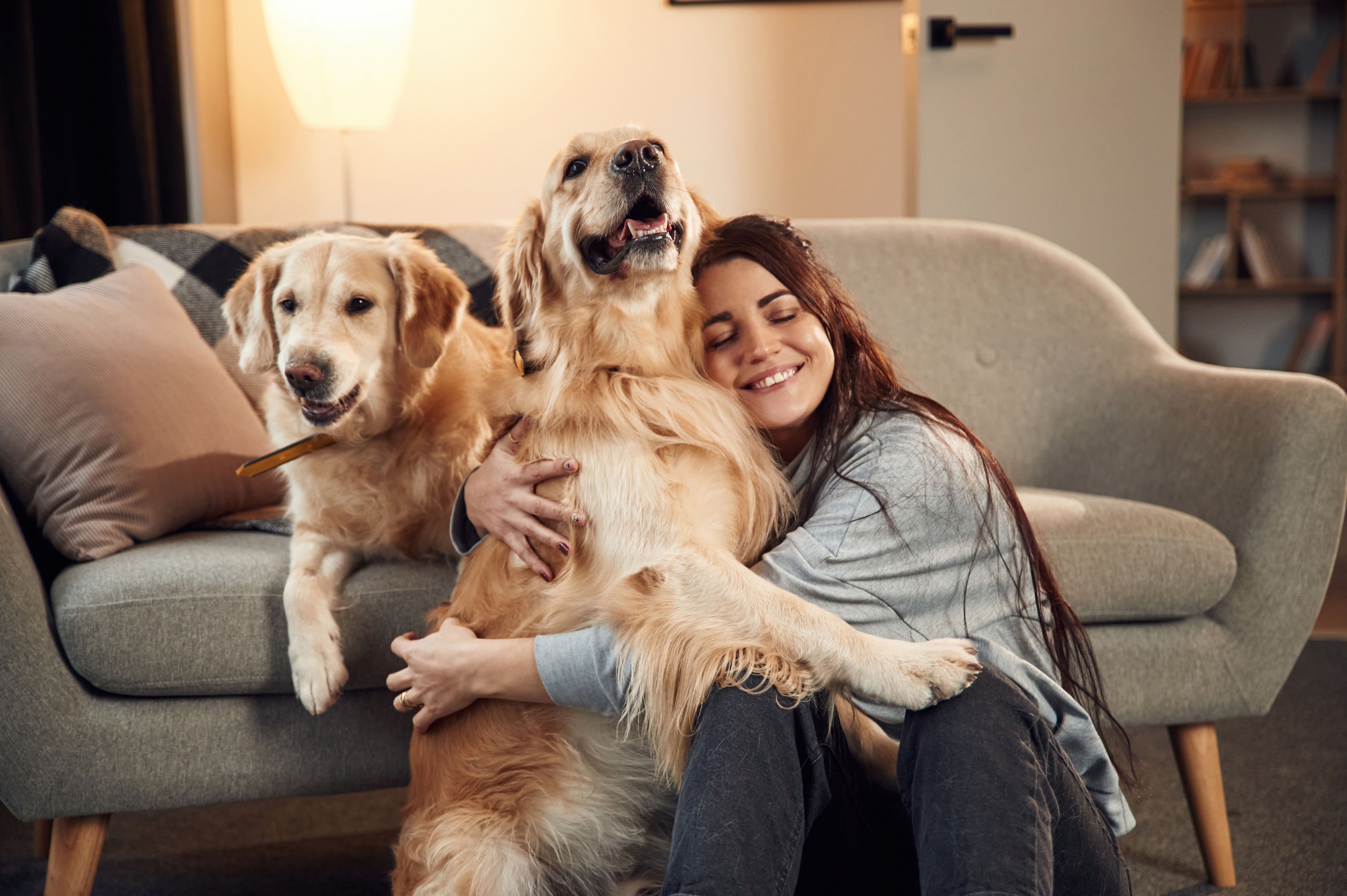 Woman is with two golden retriever dogs at home.