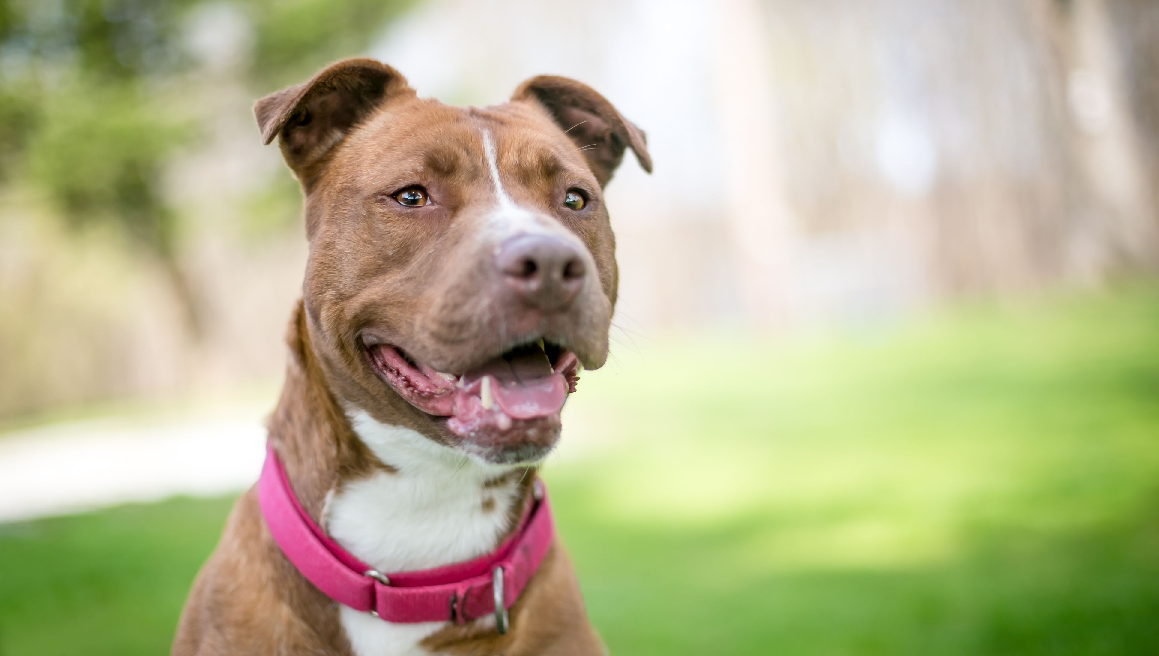 A happy Pit Bull Terrier mixed breed dog wearing a red Martingale style collar