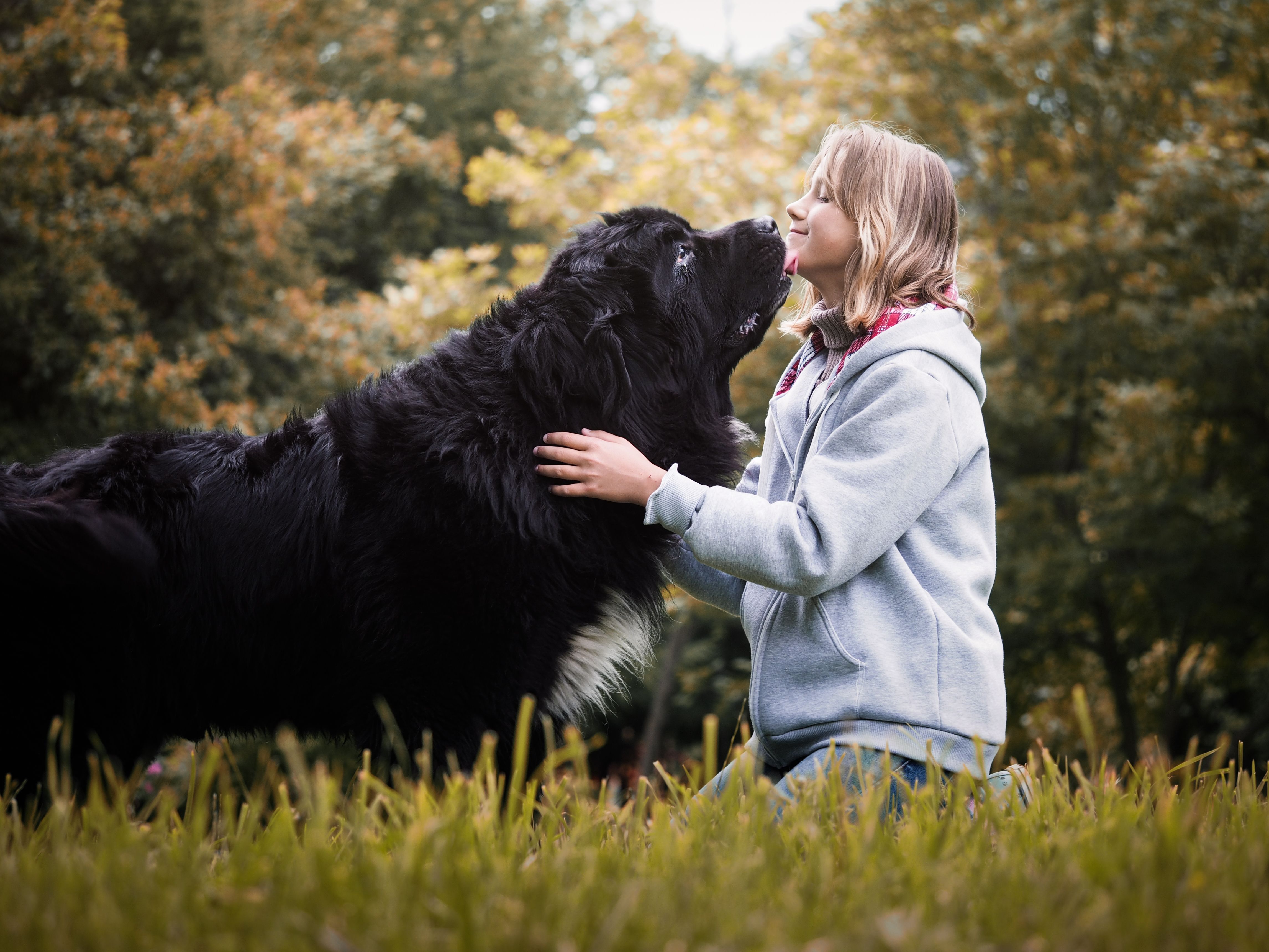 Young girl with huge dog breed Newfoundland