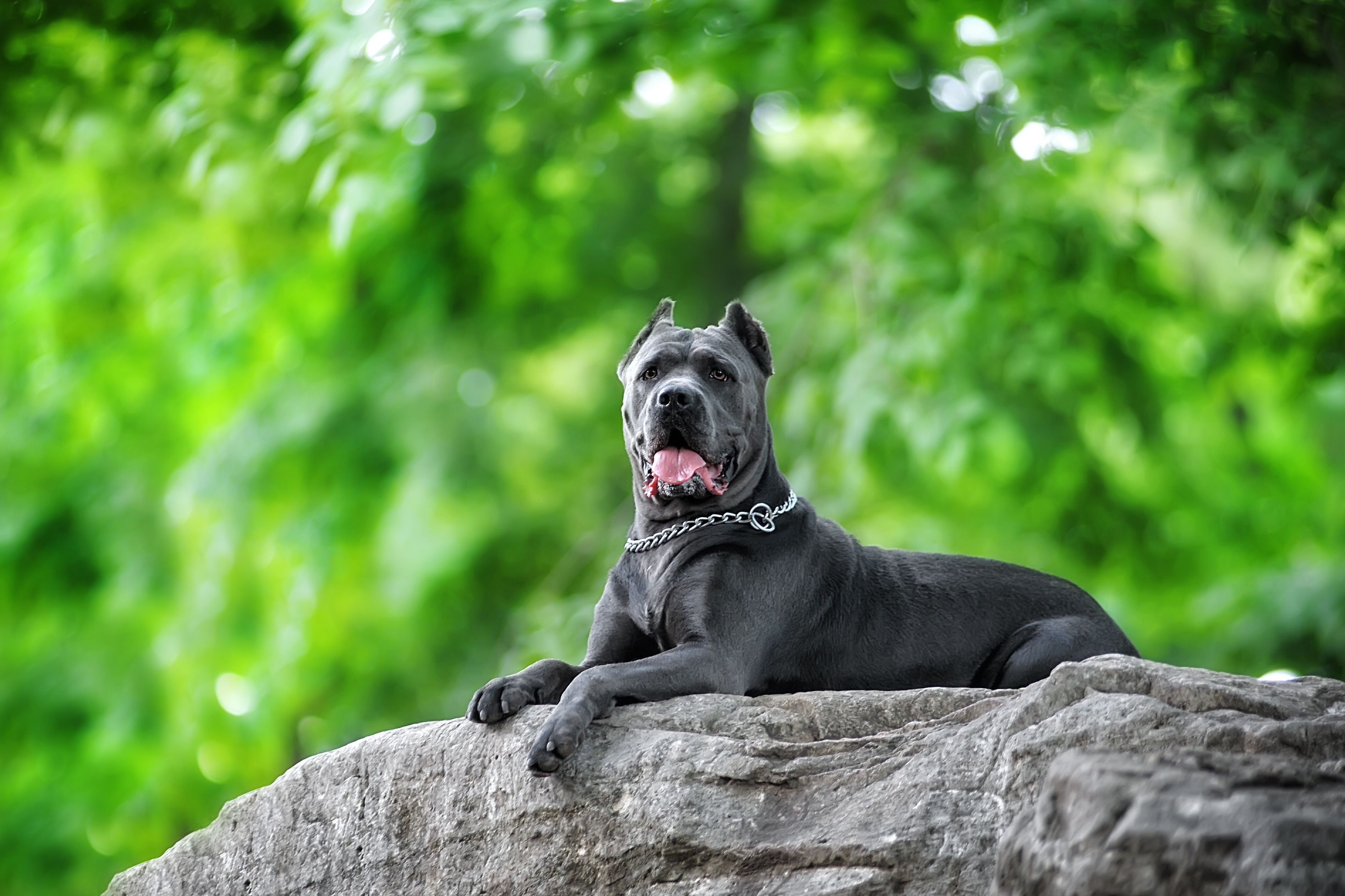 purebred Italian cane Corso blue color majestically rests on a grey stone in the Park