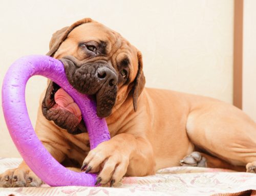 10 Indestructible Dog Toys