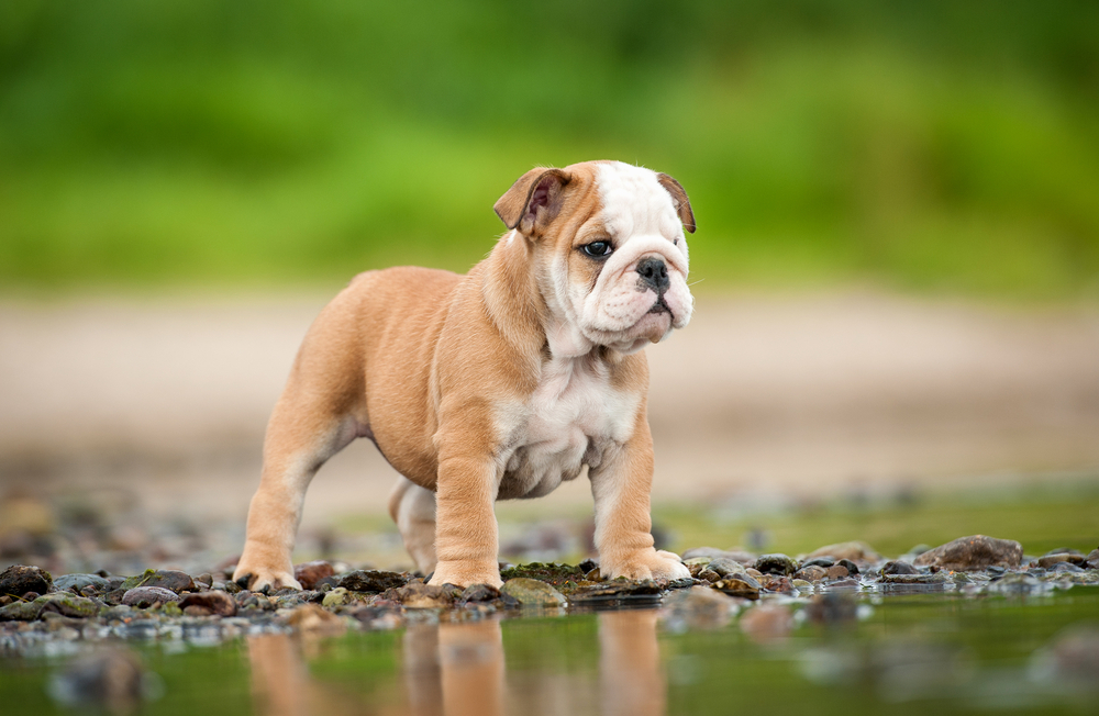 10 Great Name Ideas For Girl Dogs - Wagging Mongrel