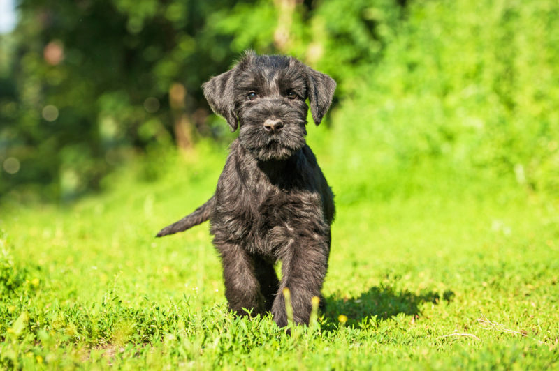 The 15 Fastest Dog Breeds - Wagging Mongrel