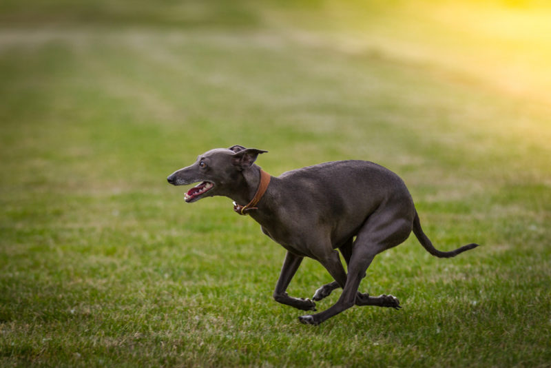 top 20 fastest dog breeds