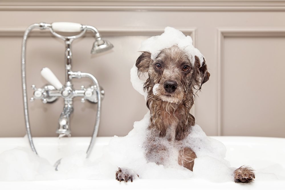 is it okay to wash dogs with human shampoo