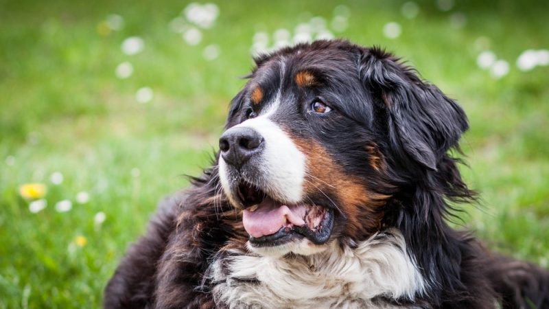 Bernese Mountain Dog Characteristics - Wagging Mongrel