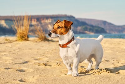 small dogs with long tails