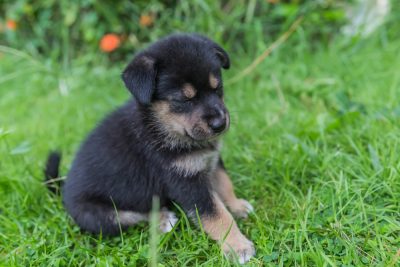 dogs with small tails