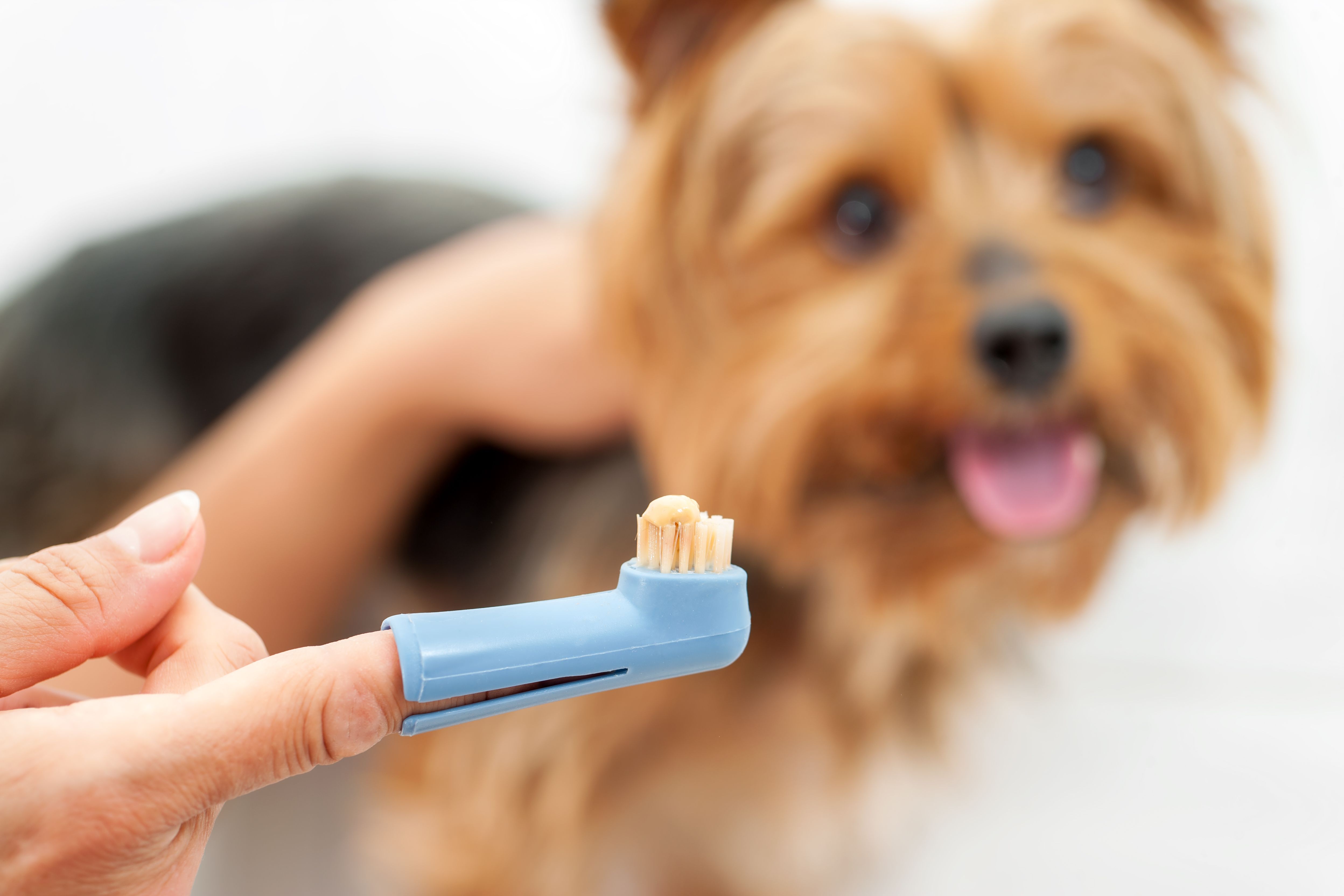 Hand holding toothbrush with toothpaste and yorkshire dog